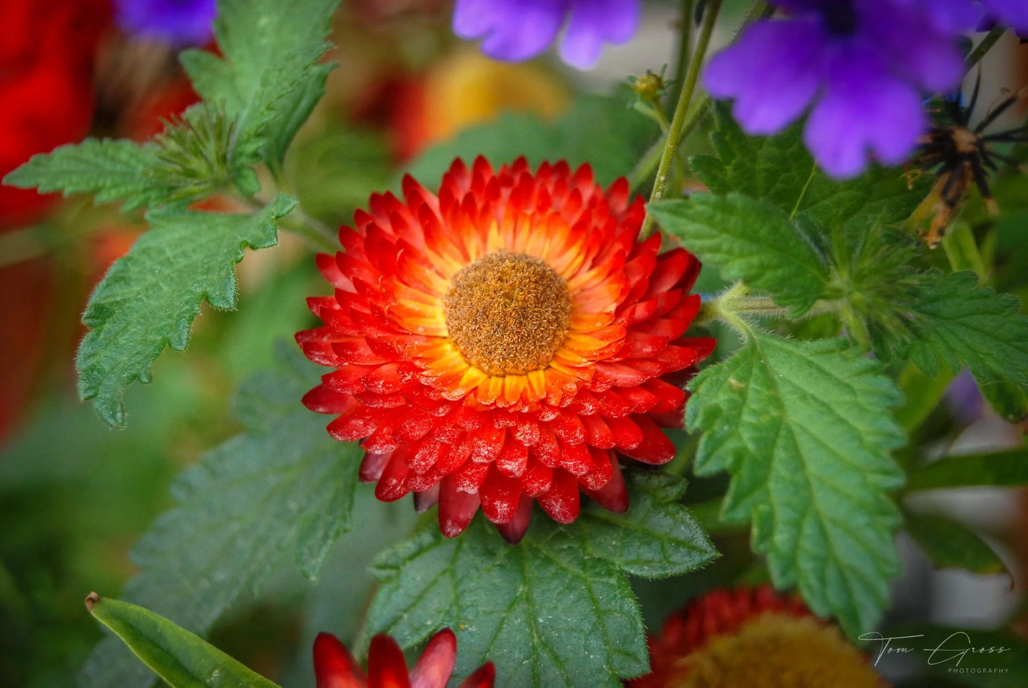 TGPS_Canada 2006 - DVD1 (800).JPG