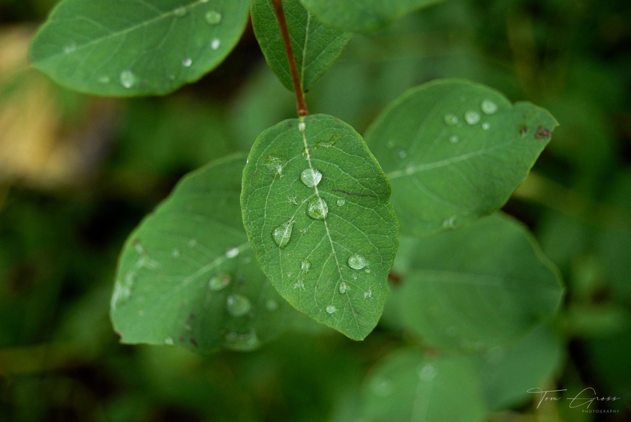 TGPS_Canada 2006 - DVD2 (1210).JPG