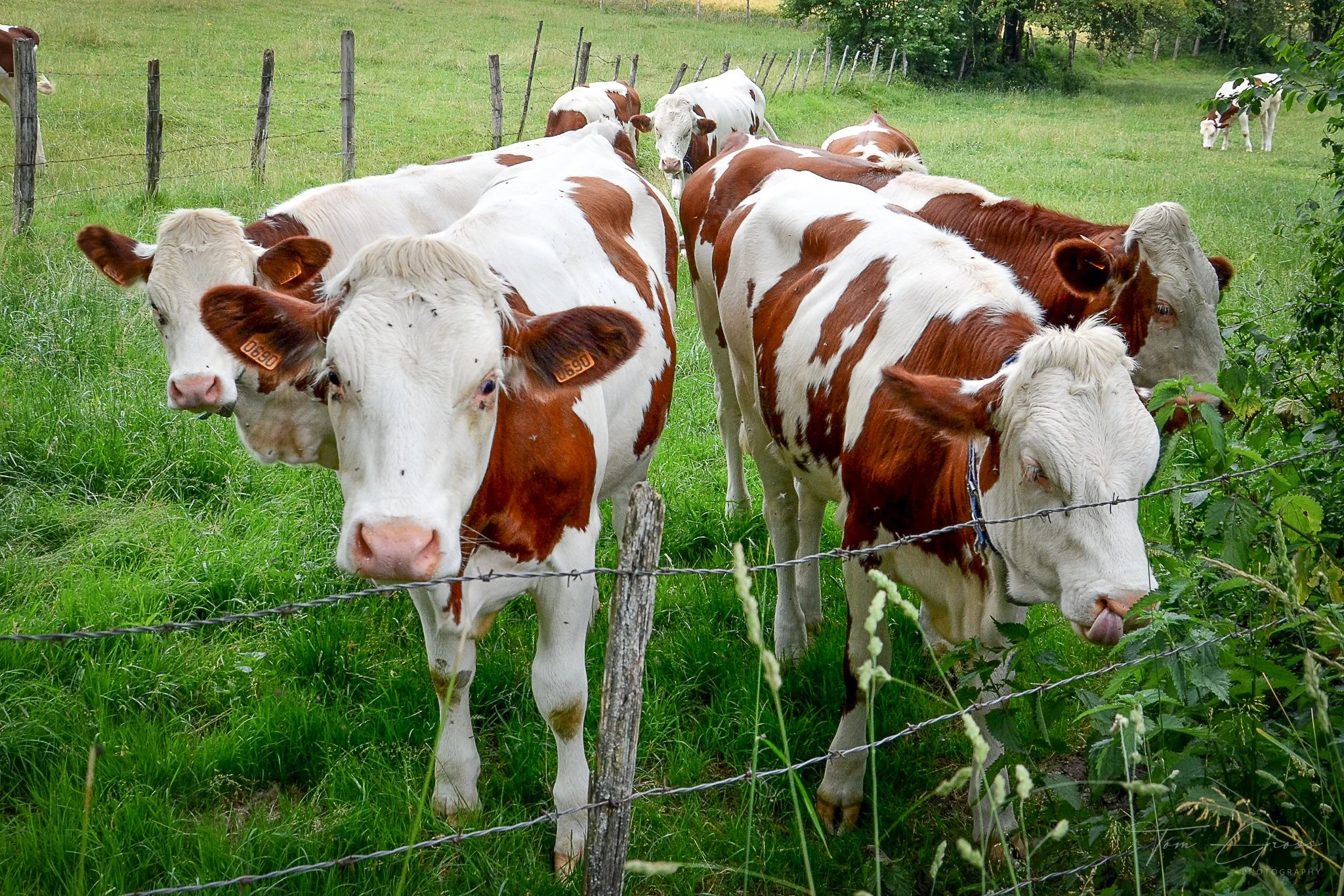 TGP40_2014 France BLF - 5904.JPG