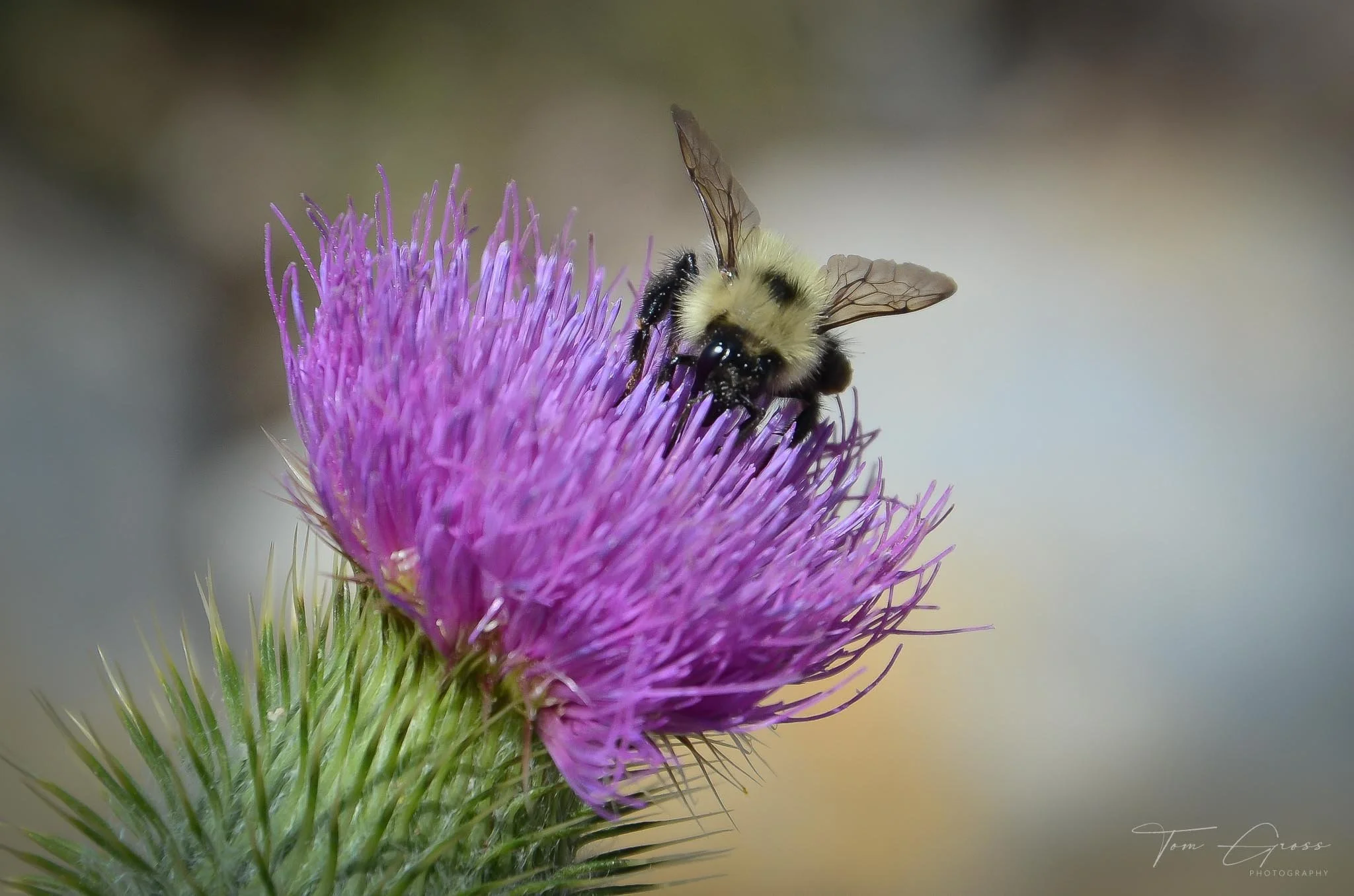 TGPS_Canada 2012-3 (1596).JPG