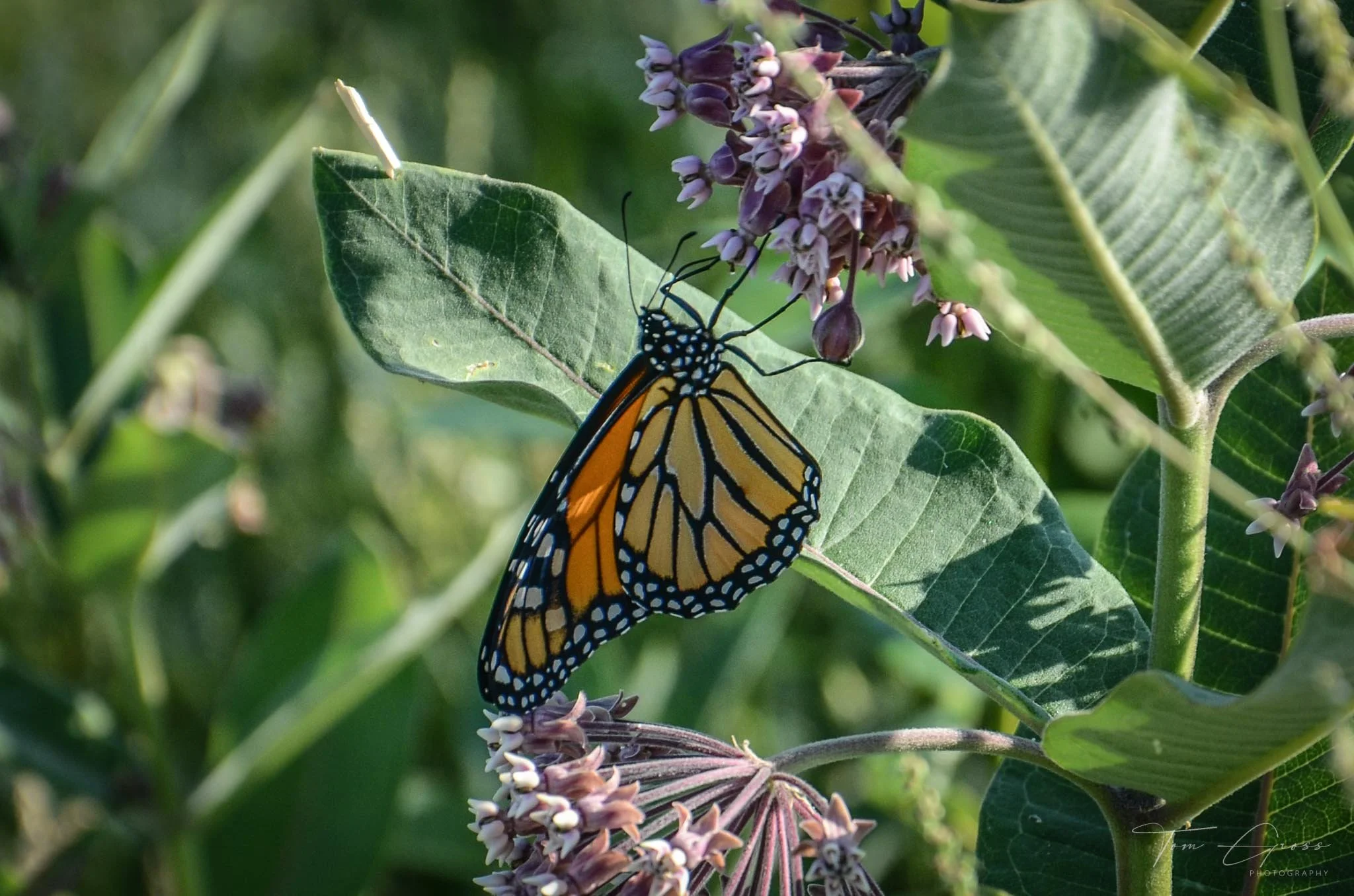 TGPS_Canada 2012-2 (260).JPG