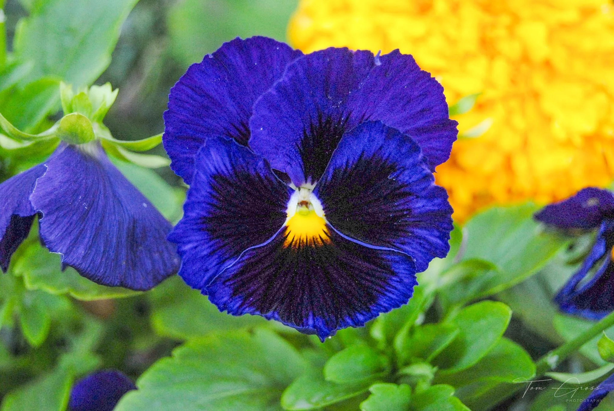 TGPS_Canada 2006 - DVD1 (806).JPG