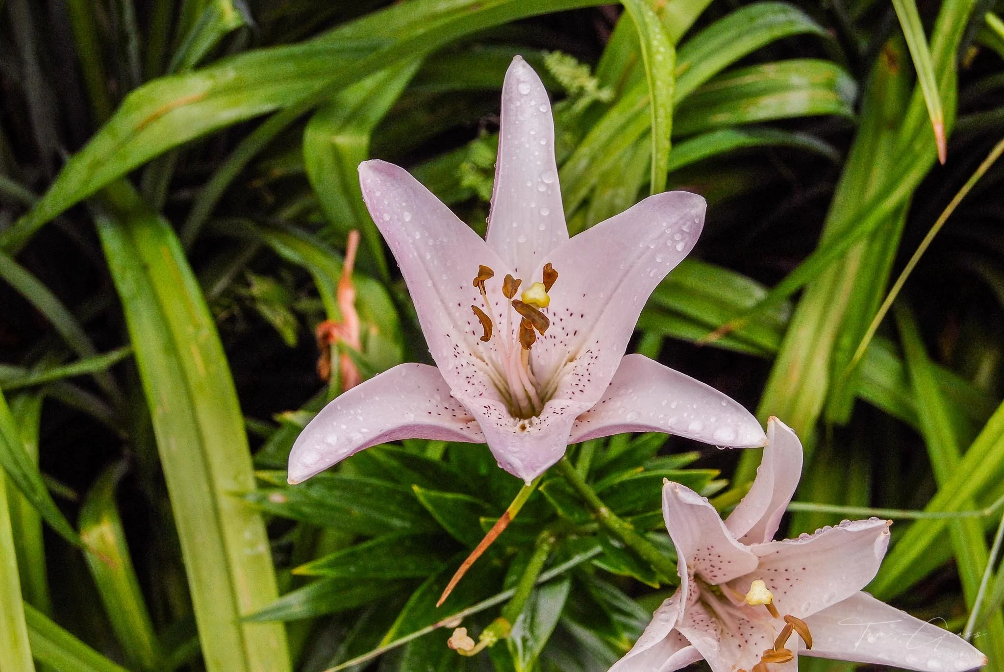 TGPS_Canada 2006 - DVD2 (307).JPG