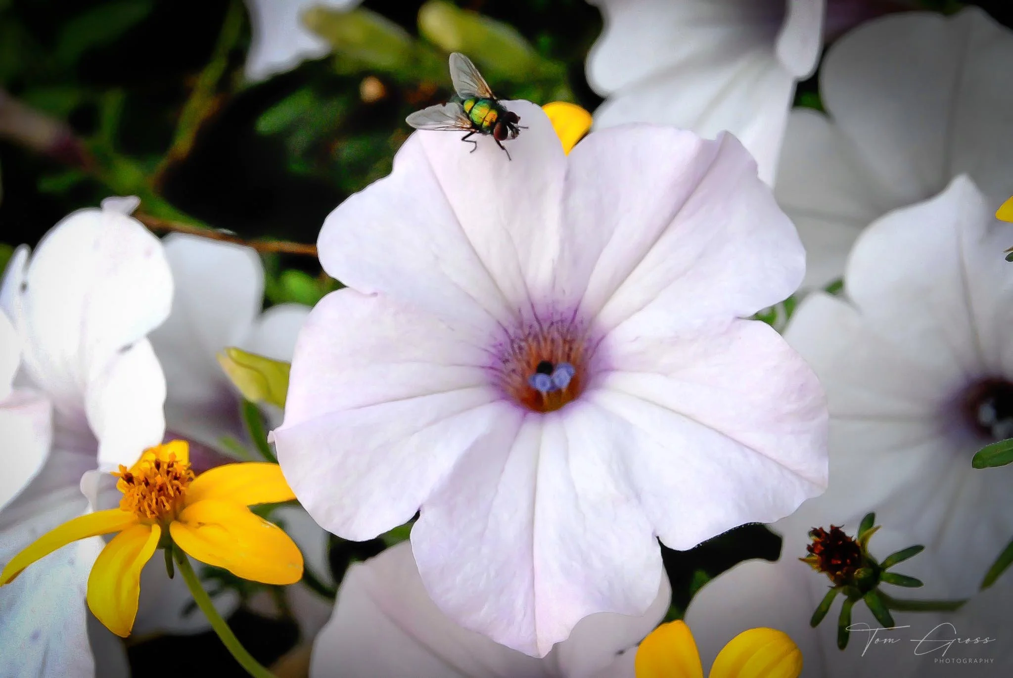 TGPS_Canada 2006 - DVD1 (796).JPG