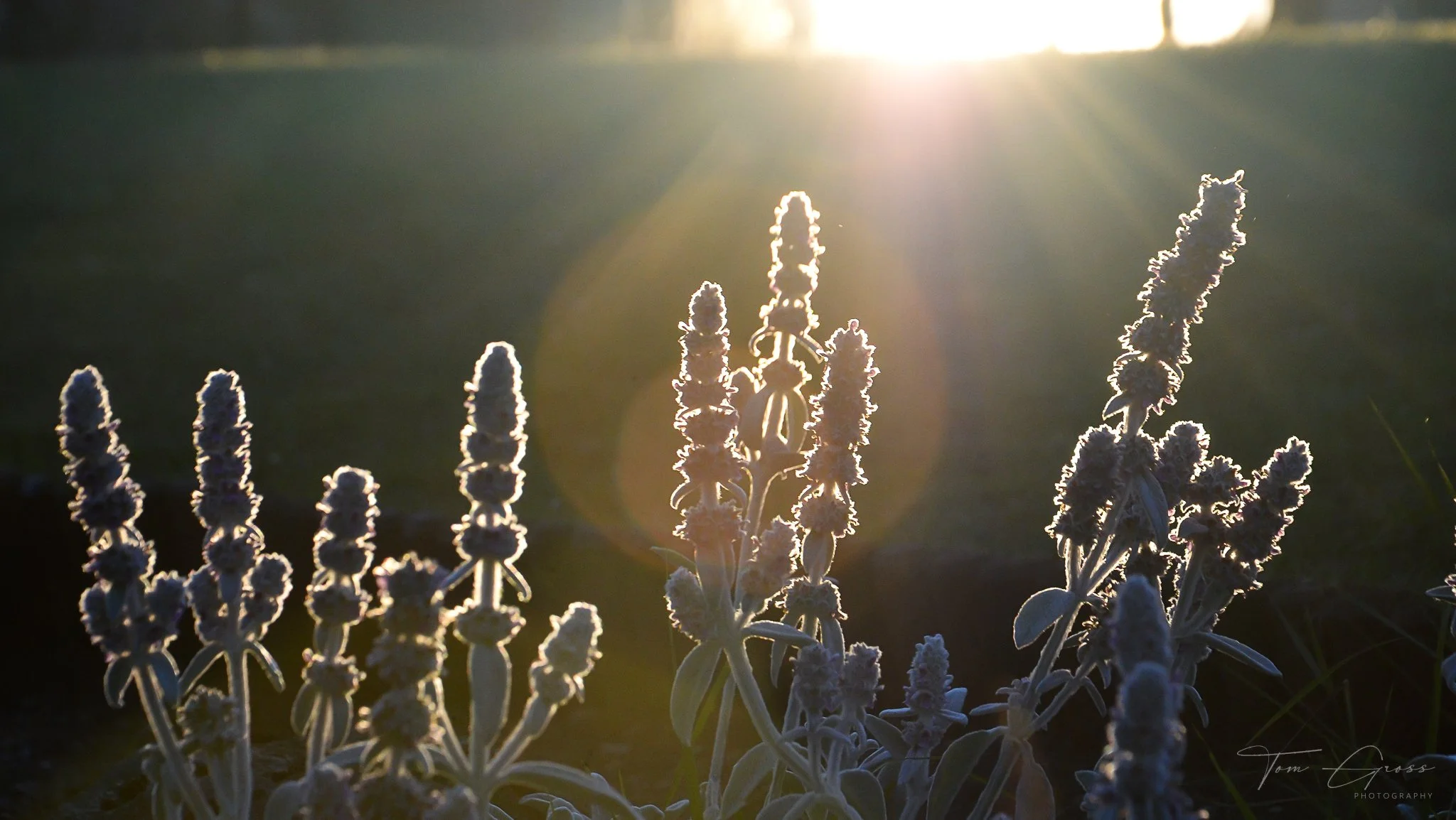 TGP40_2014 France BLF - 5125.JPG