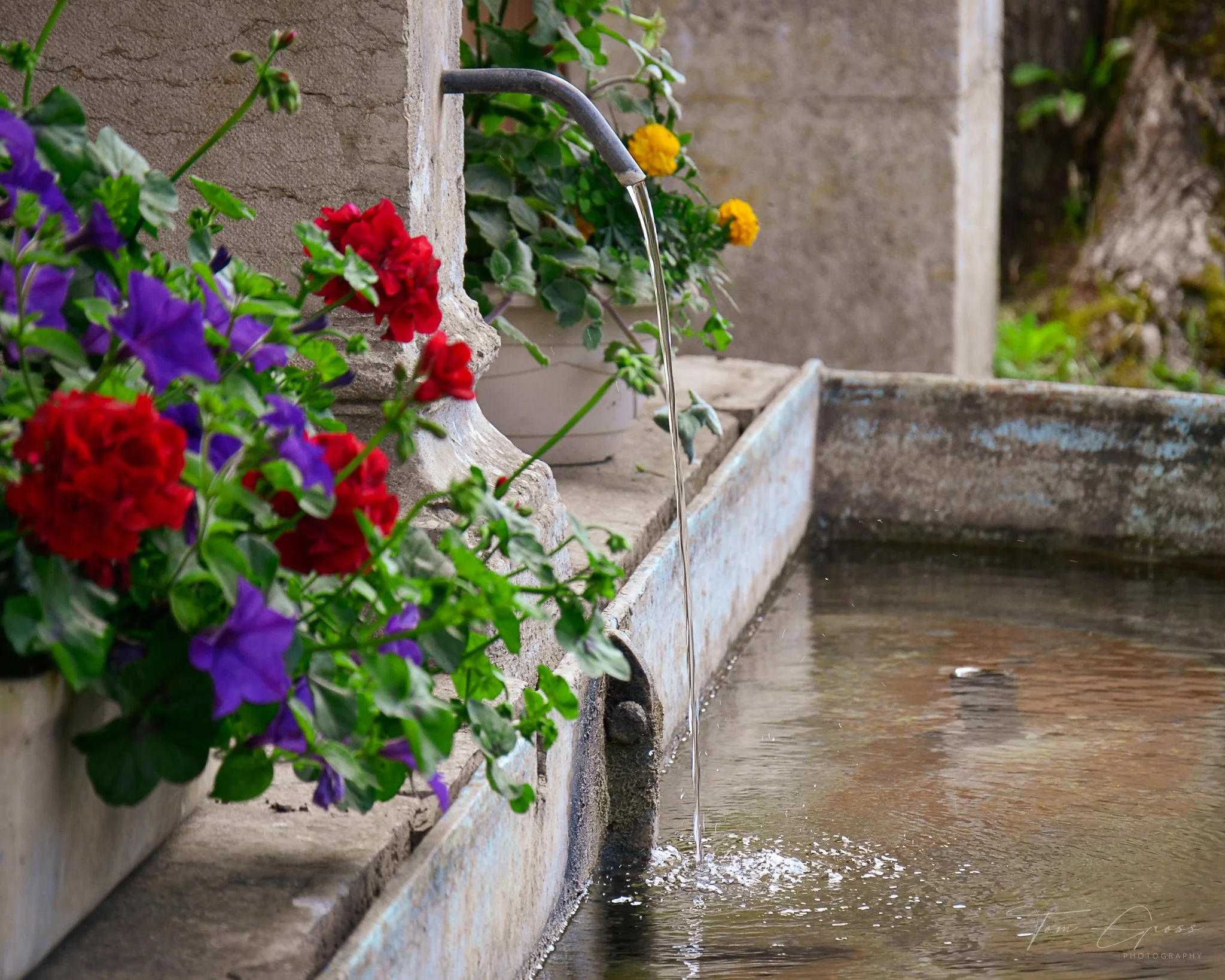 TGP40_2014 France BLF - 6090.JPG