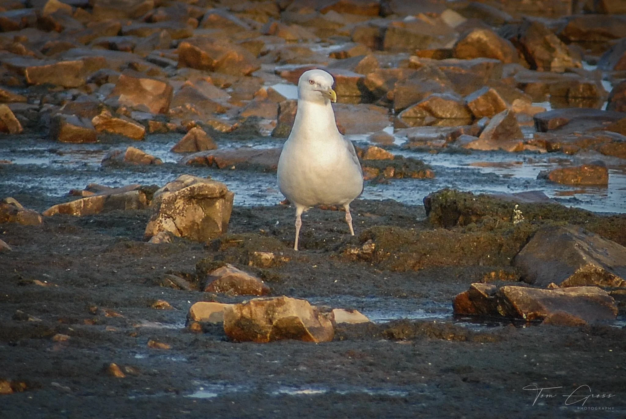 TGPS_Canada 2006 - DVD2 (1149).JPG