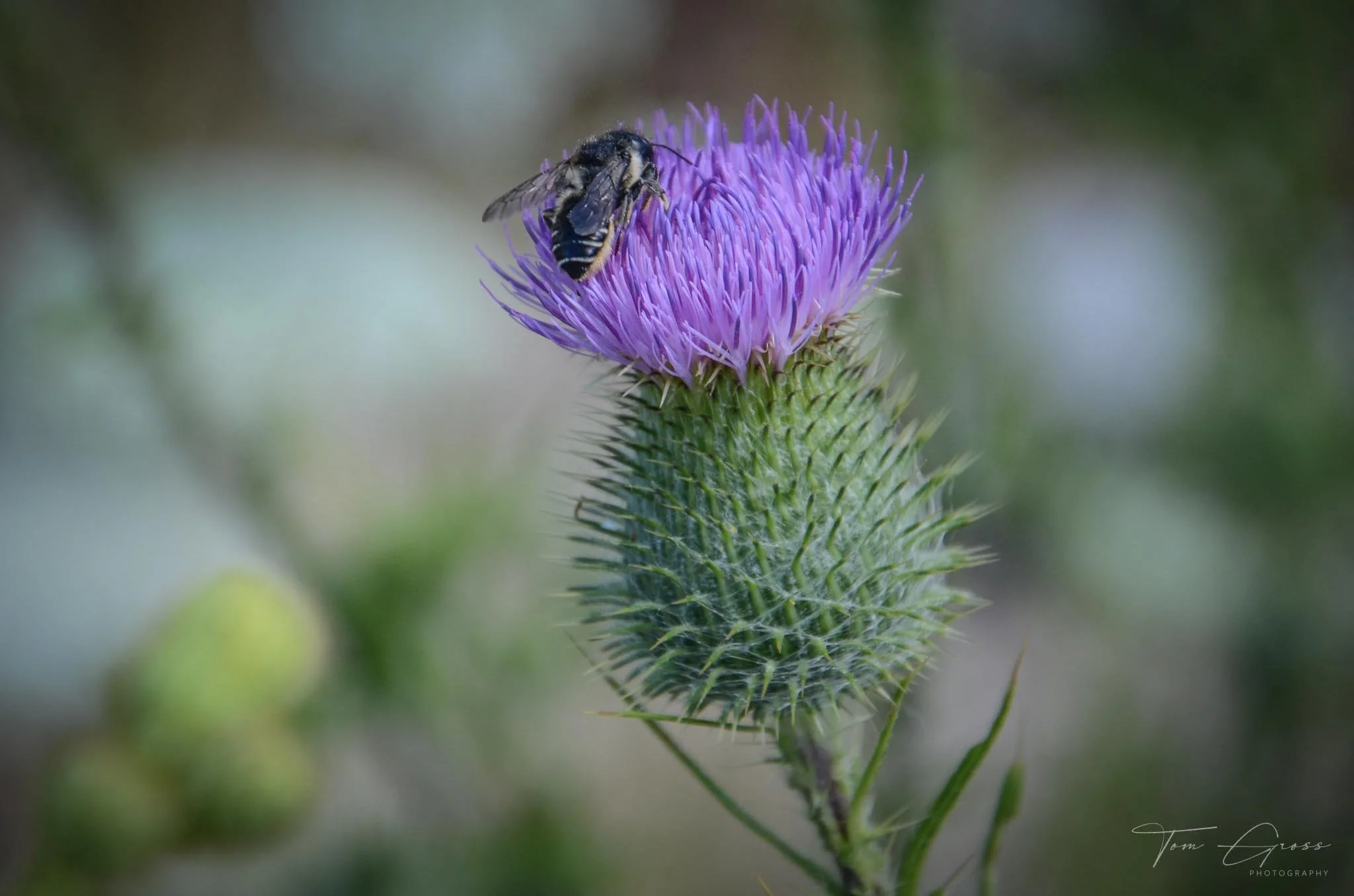 TGPS_Canada 2012-3 (1558).JPG