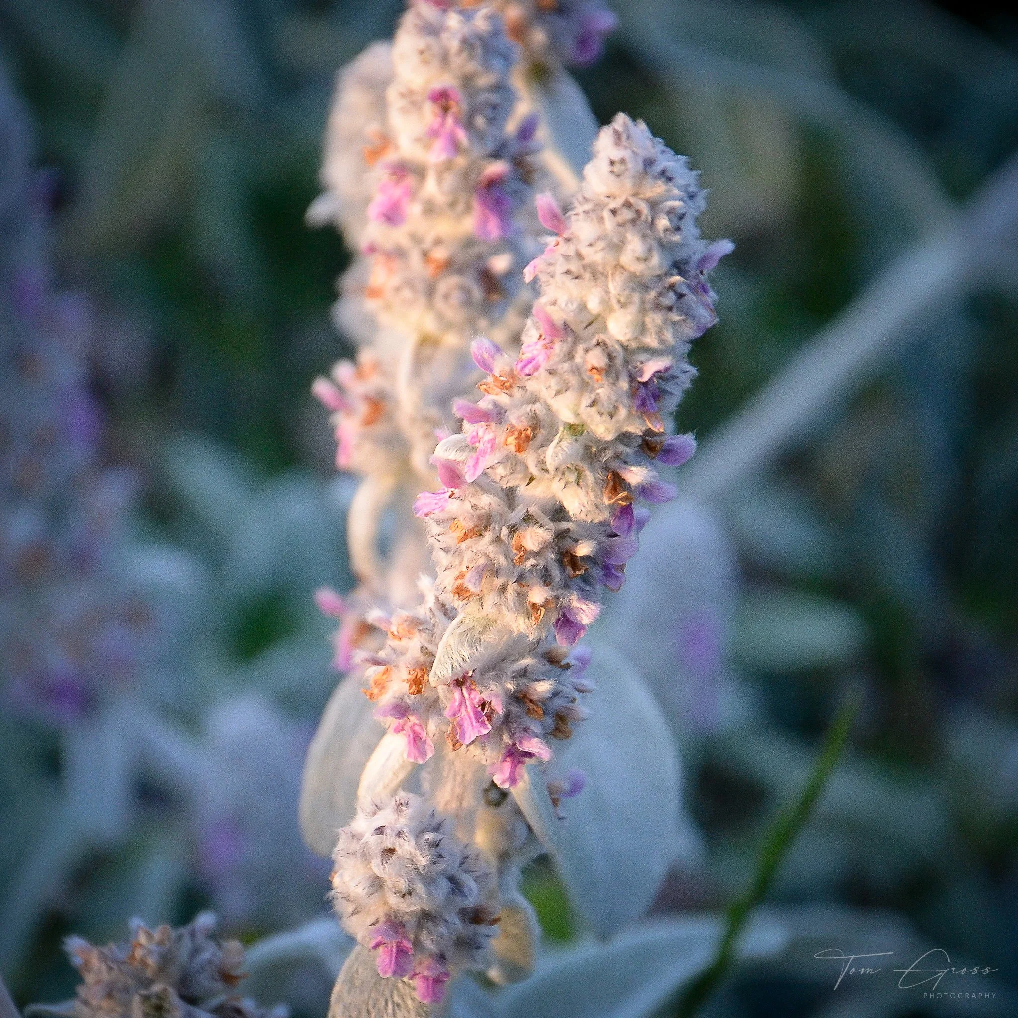 TGP40_2014 France BLF - 5127.JPG