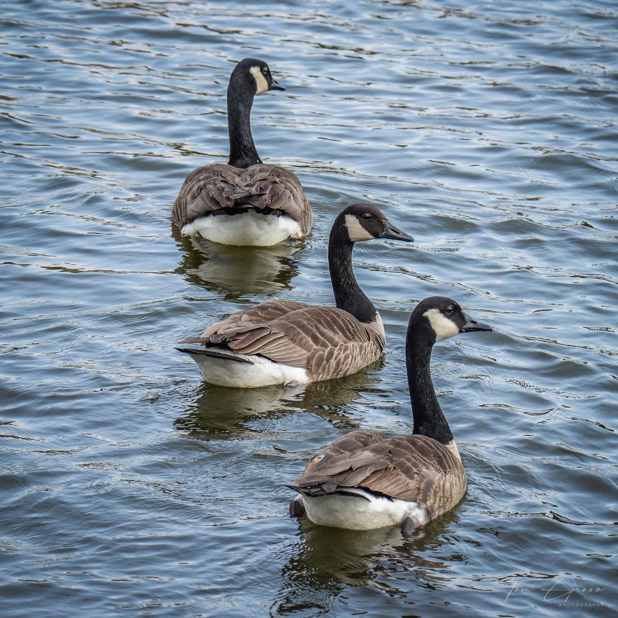 TGPS_Carol Stream - Town Center (182).JPG