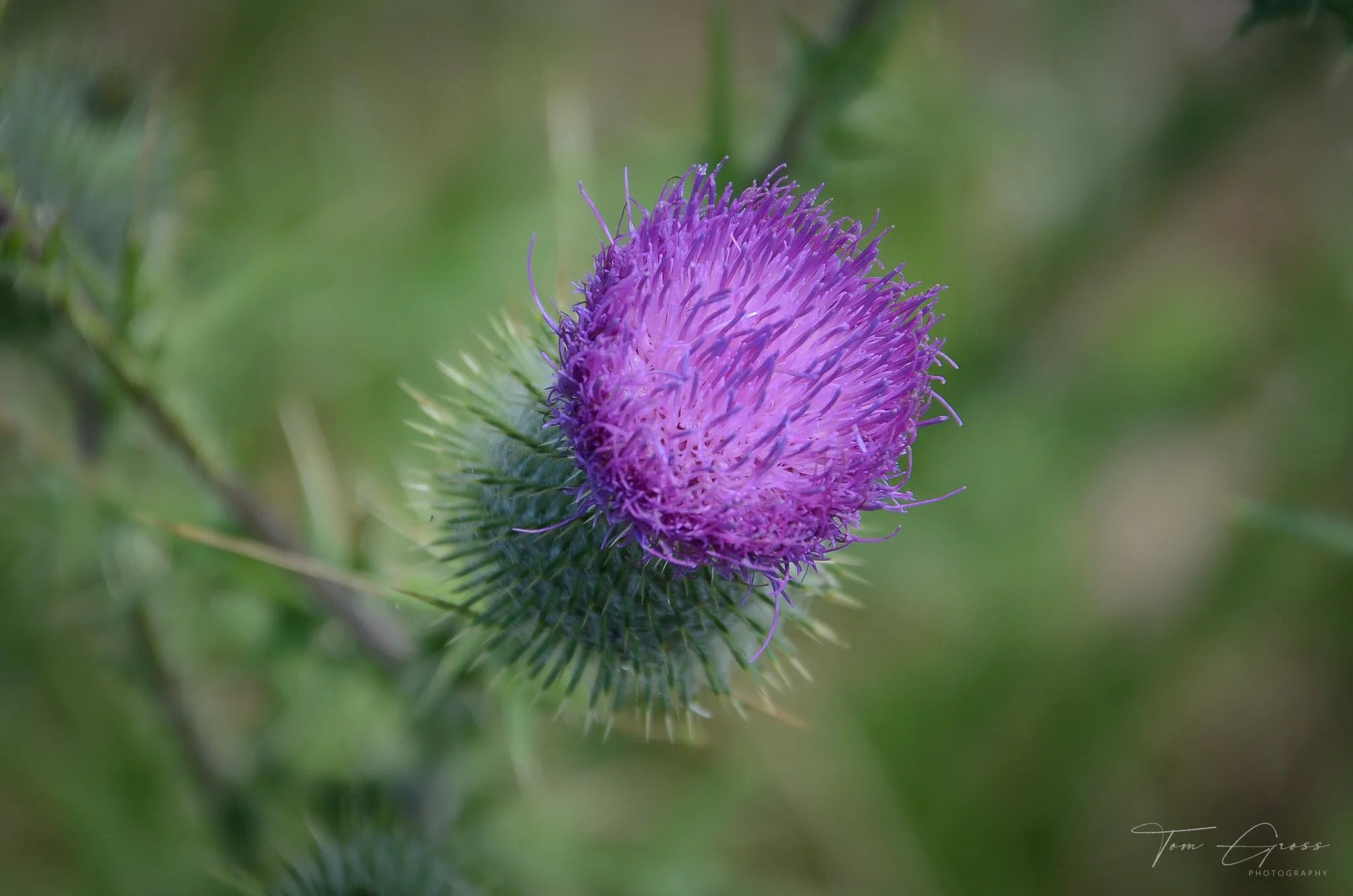 TGPS_Canada 2012-3 (1552).JPG