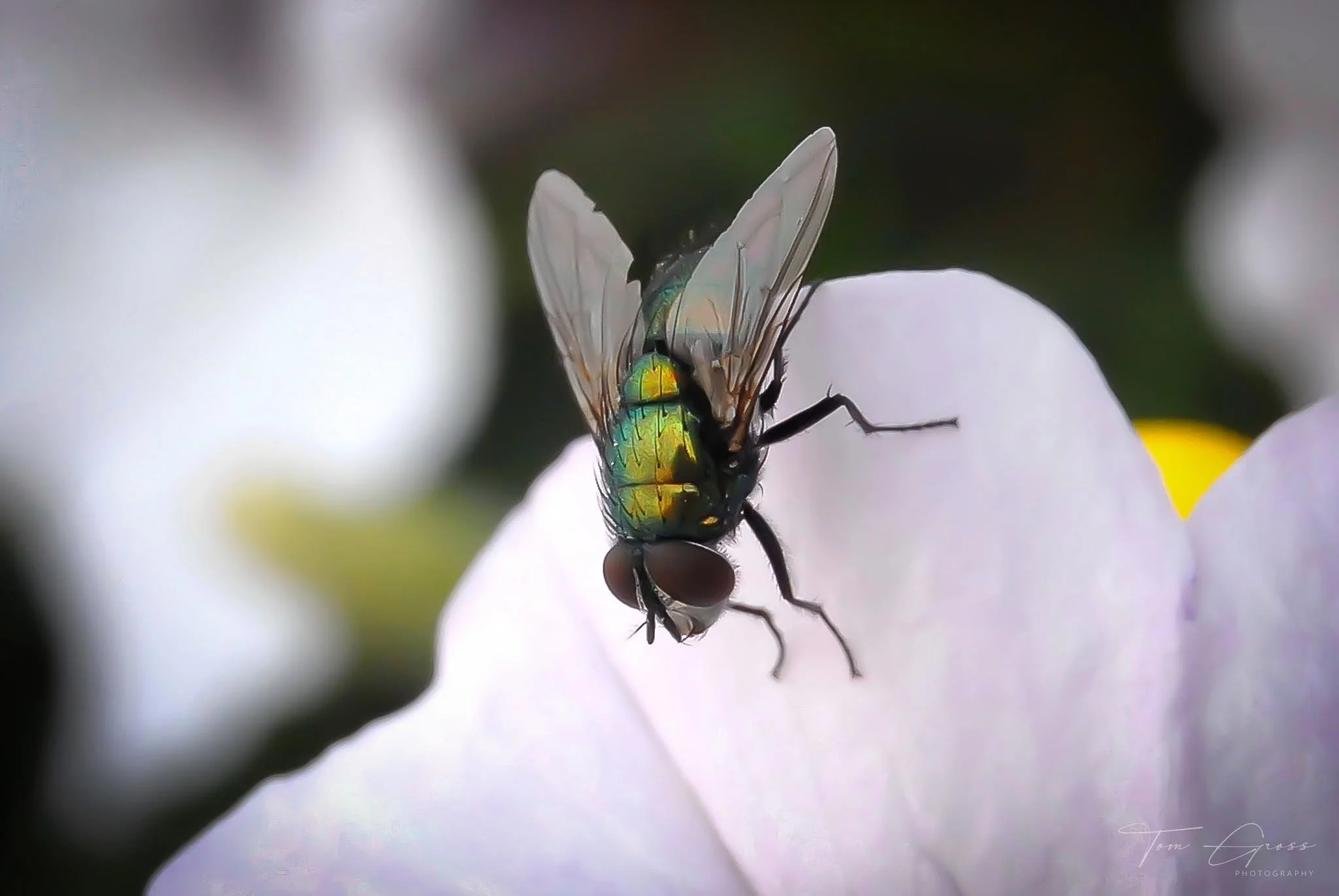 TGPS_Canada 2006 - DVD1 (798).JPG