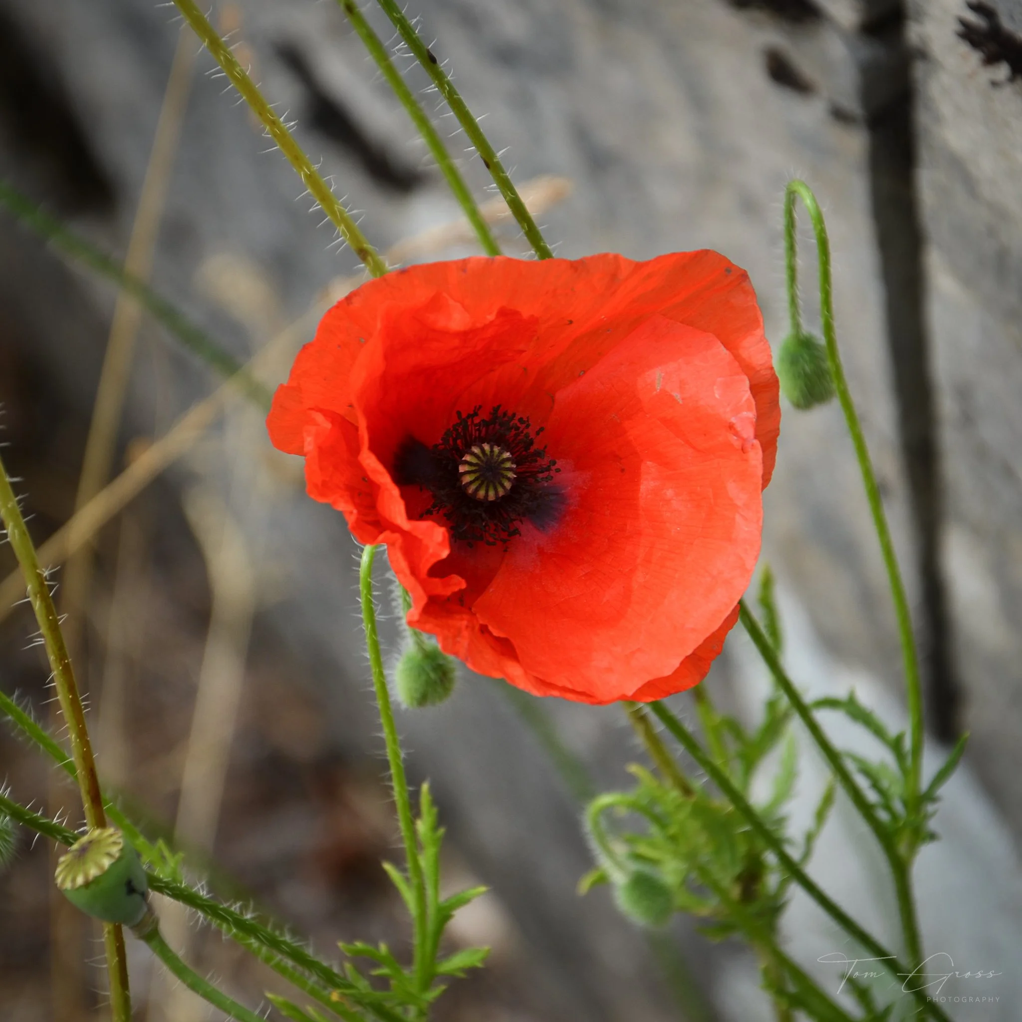 TGP40_2014 France BLF - 5855.JPG