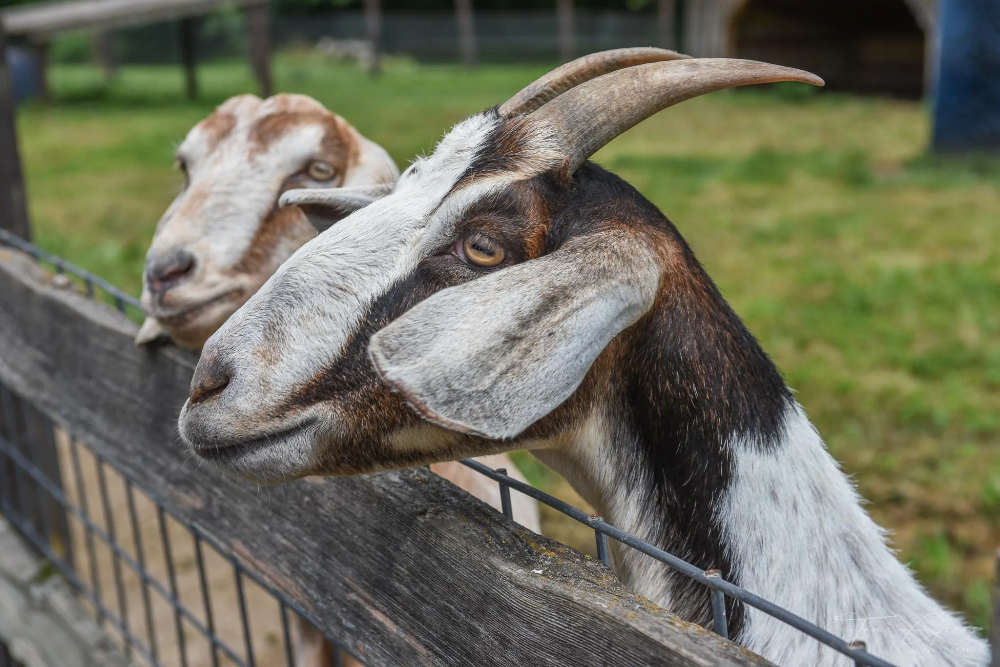 TGPS_Peoria Wild Life Prairie Park 2016-07 (34).1.JPG