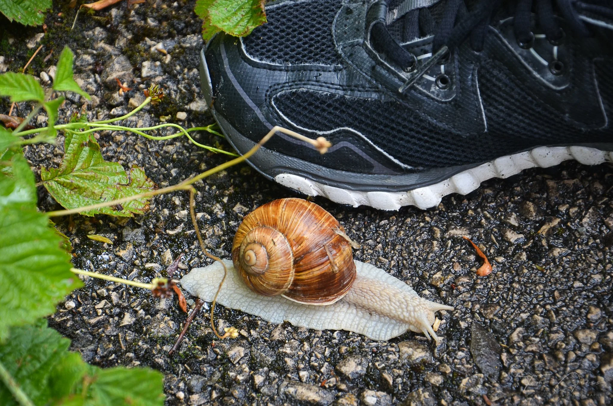 TGP40_2014 France BLF - 5773.JPG