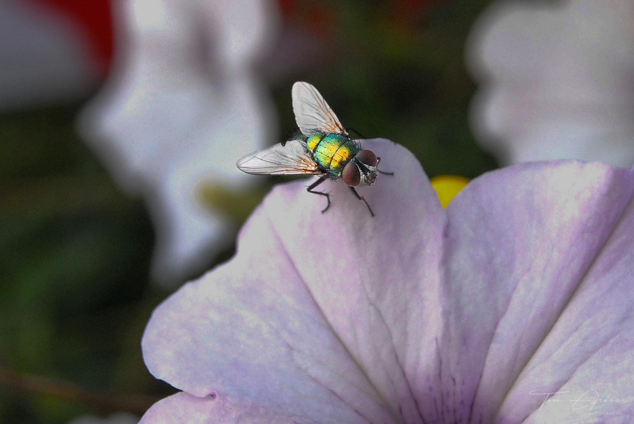 TGPS_Canada 2006 - DVD1 (797).JPG