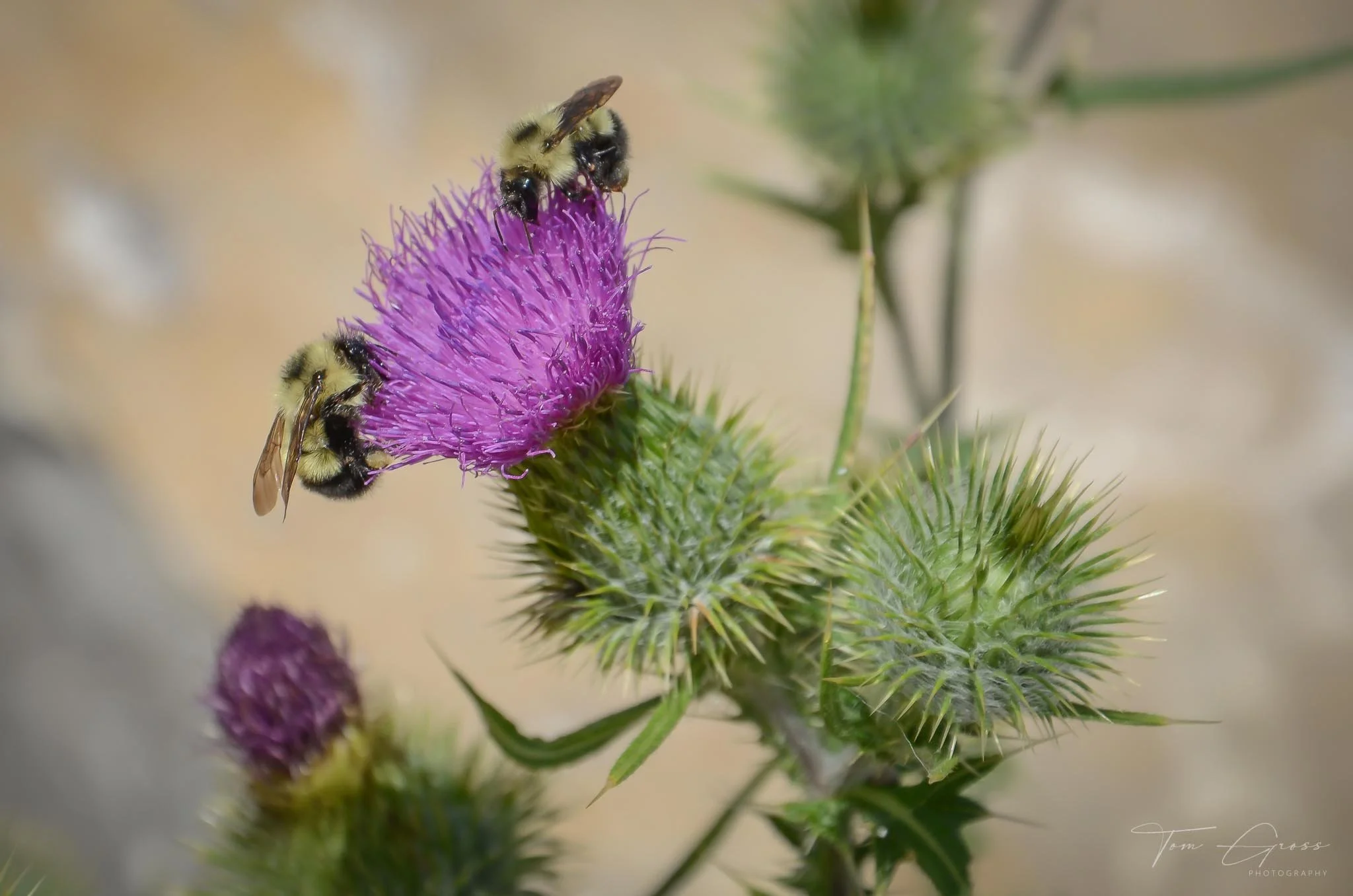 TGPS_Canada 2012-3 (1565).JPG