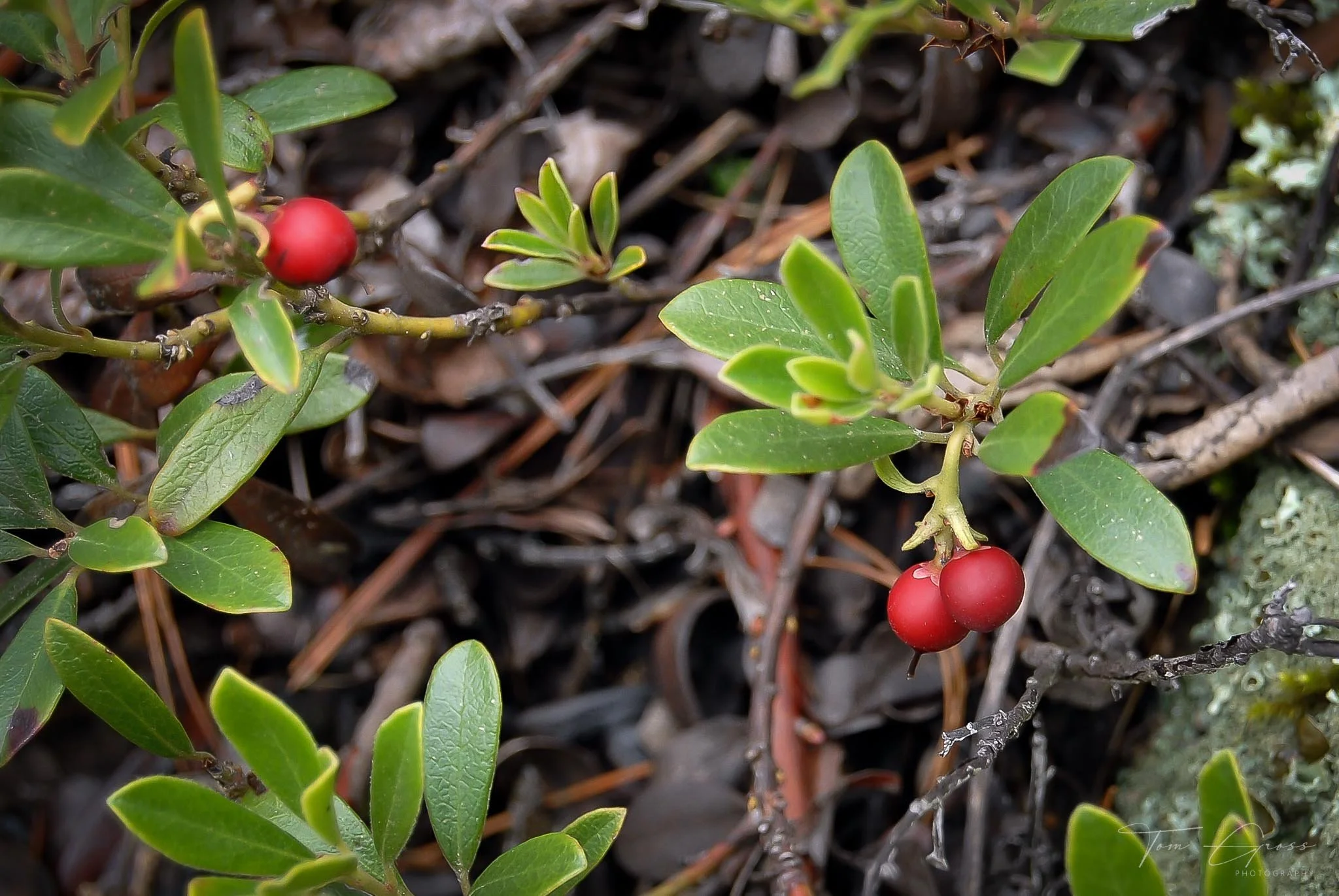 TGPS_Canada 2006 - DVD2 (1231).JPG