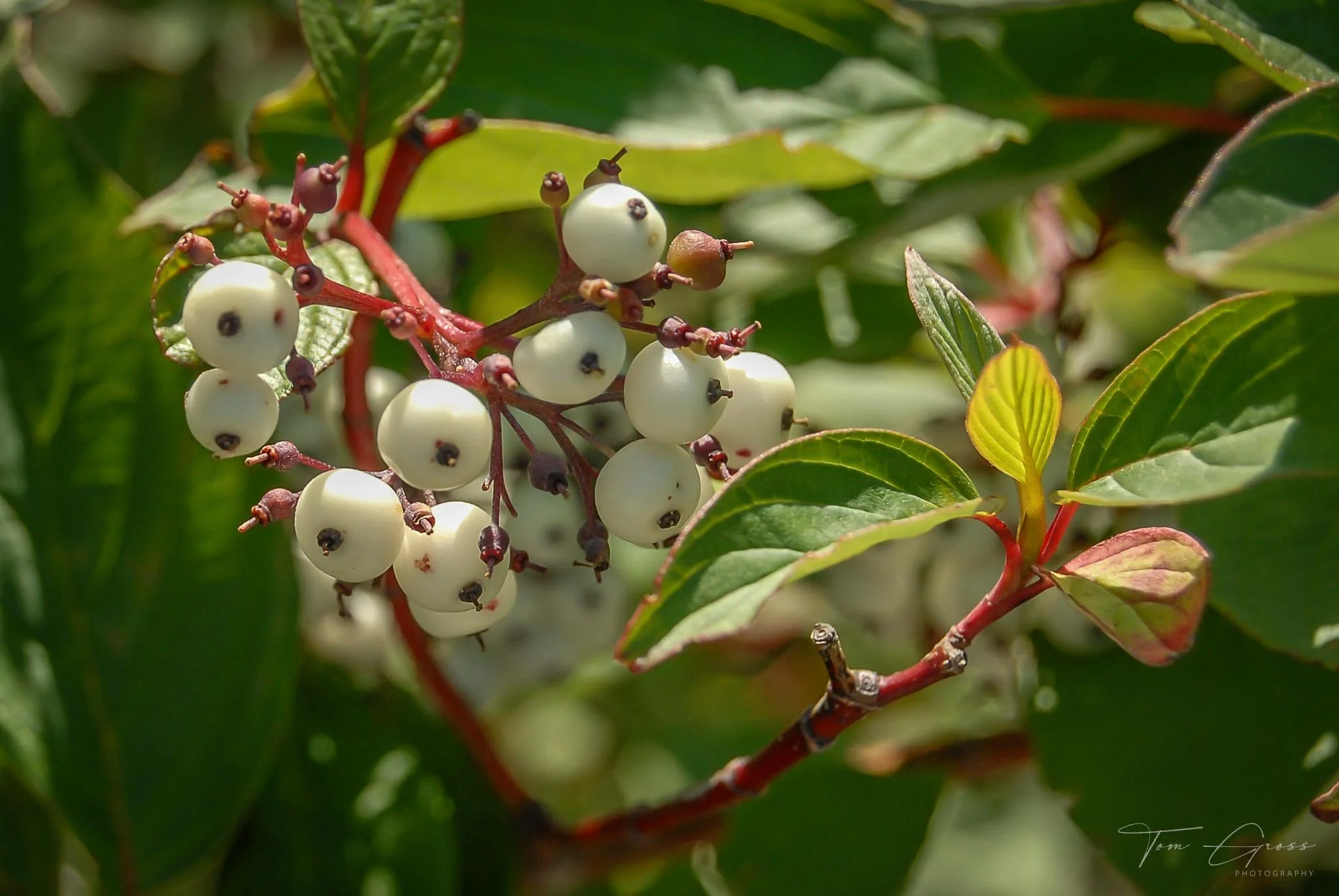 TGPS_Canada 2006 - DVD2 (621).JPG