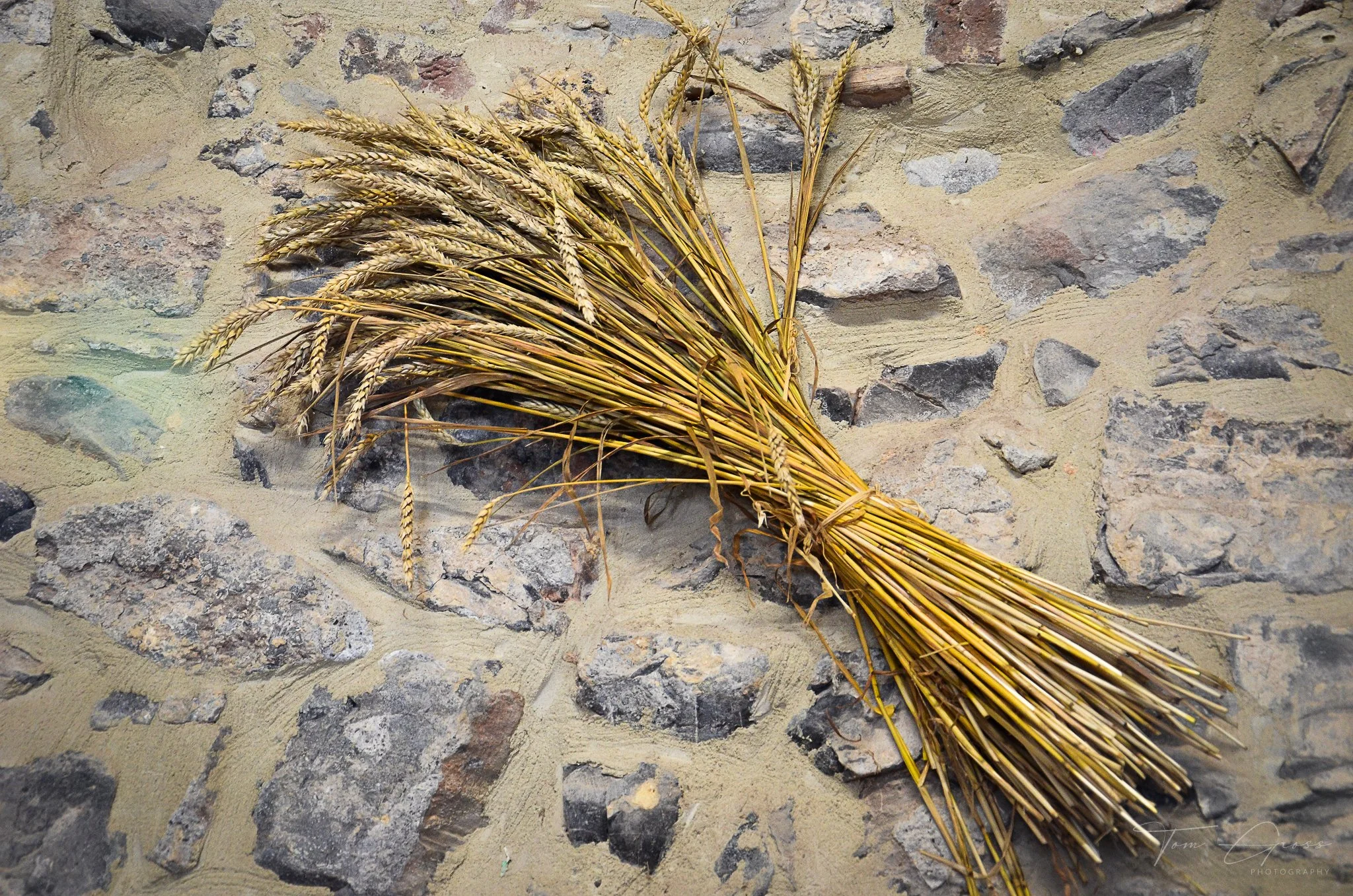 TGP40_2014 France BLF - 4567.JPG