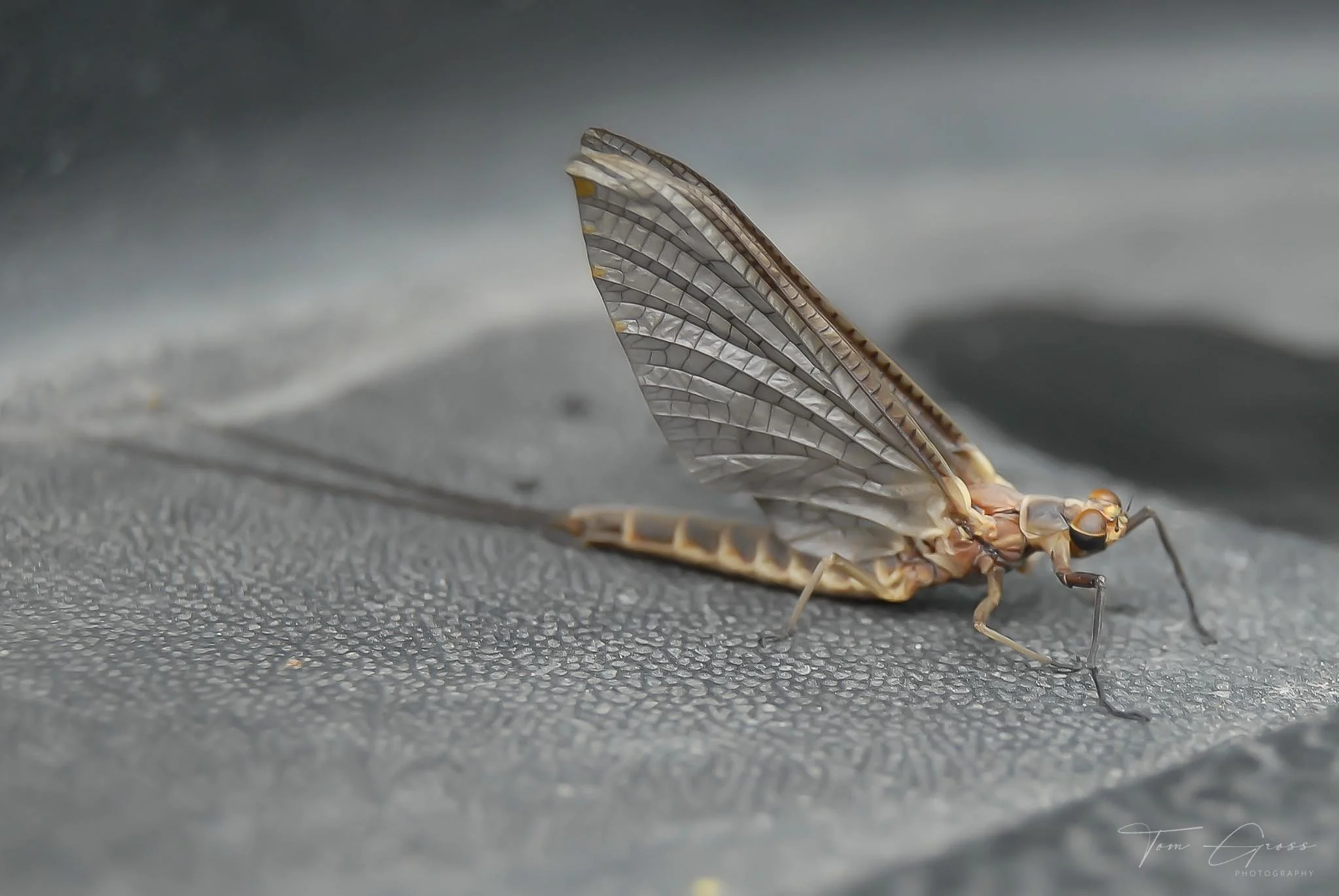 TGPS_Canada 2006 - DVD2 (1205).JPG