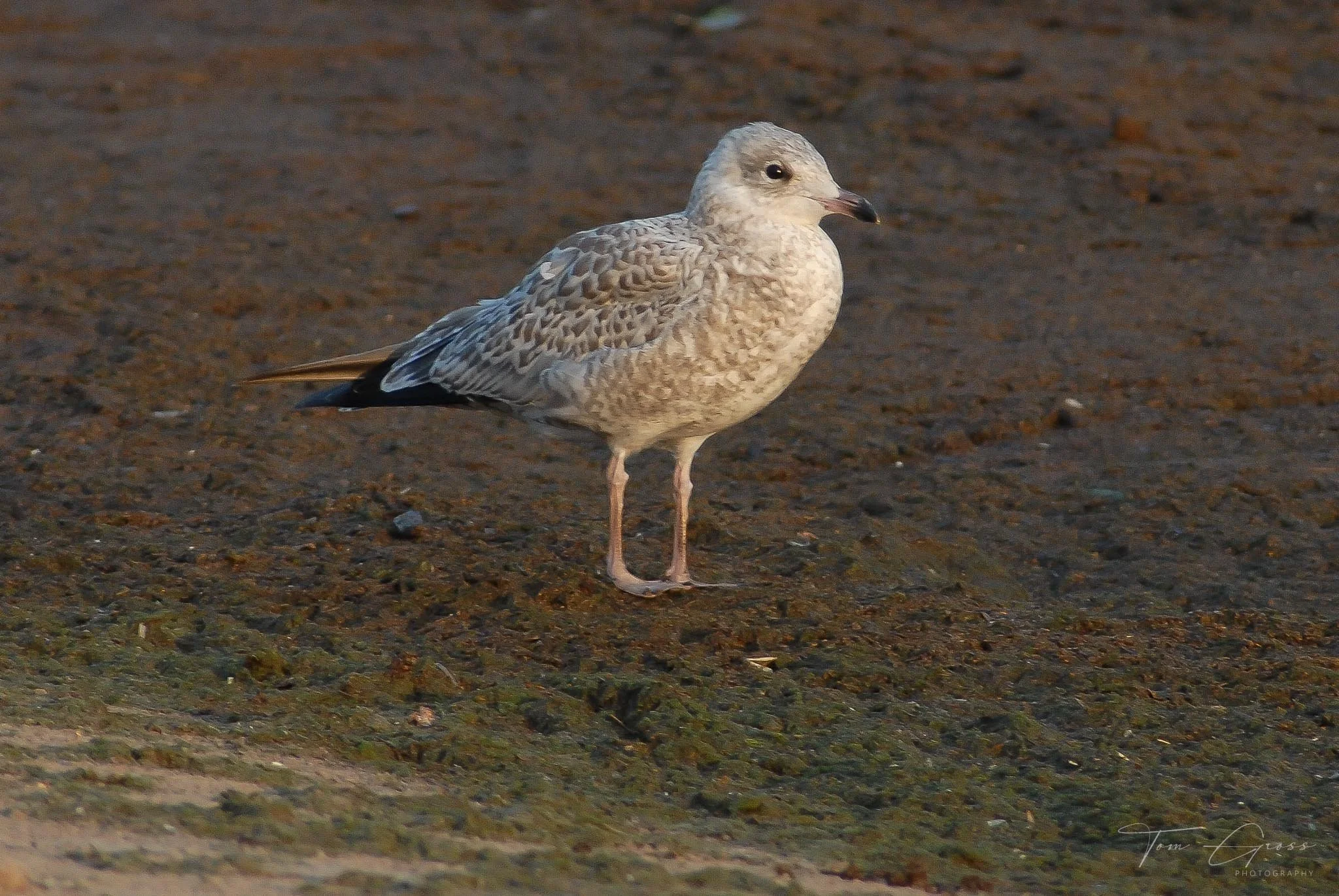 TGPS_Canada 2006 - DVD2 (1147).JPG