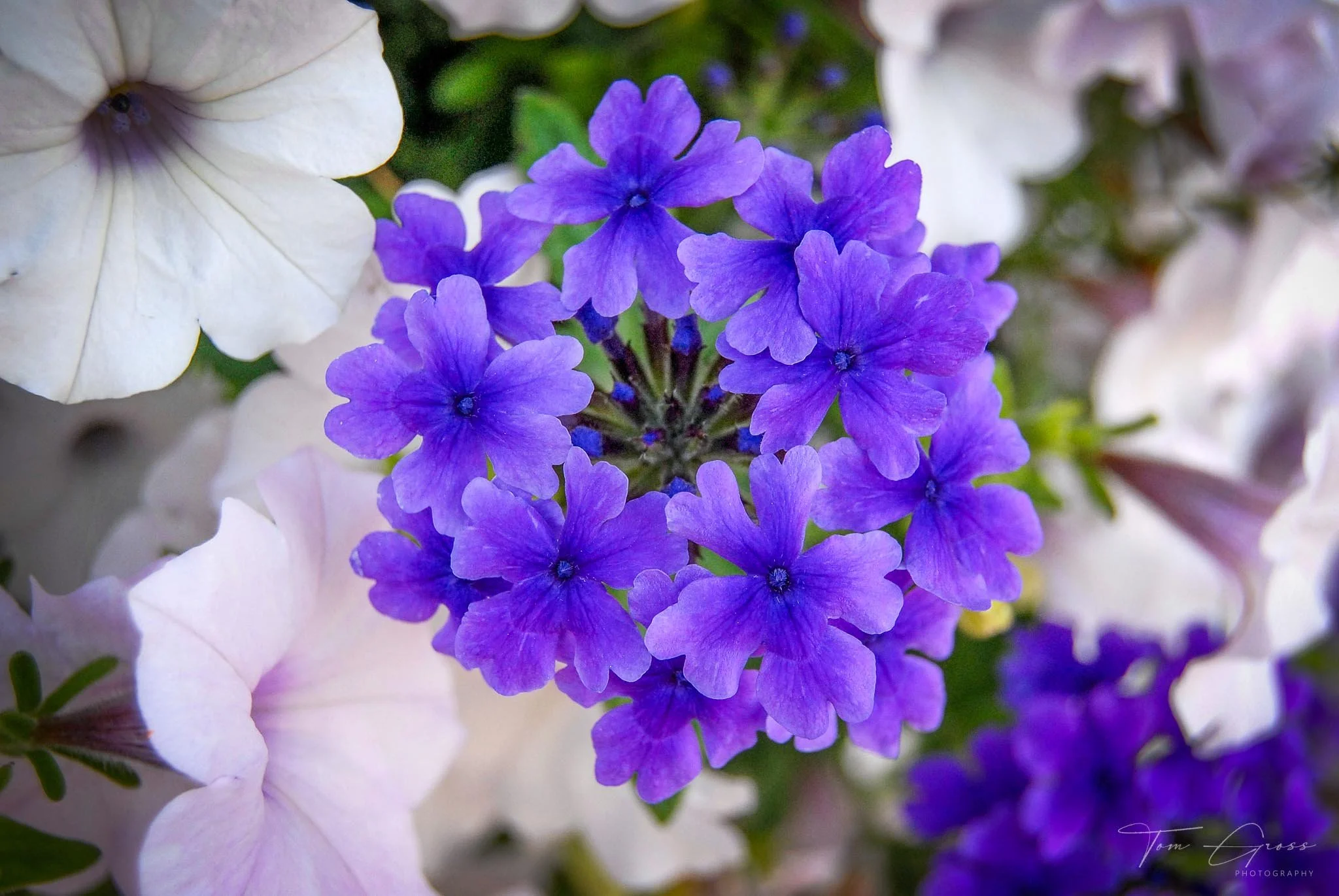 TGPS_Canada 2006 - DVD1 (804).JPG