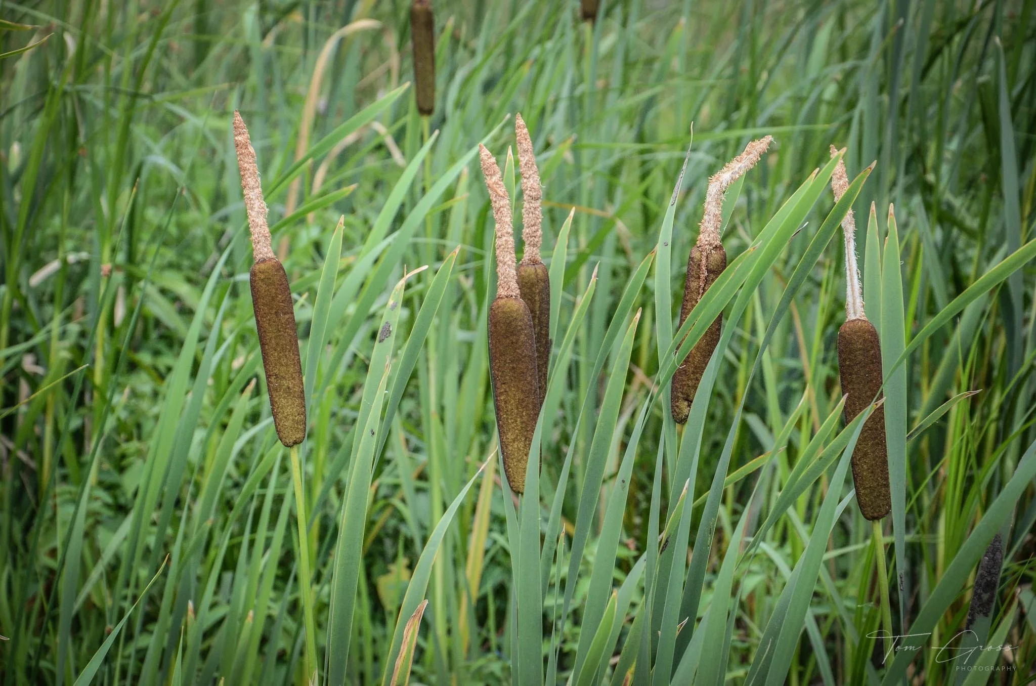 TGPS_Canada 2012-1 (151).JPG