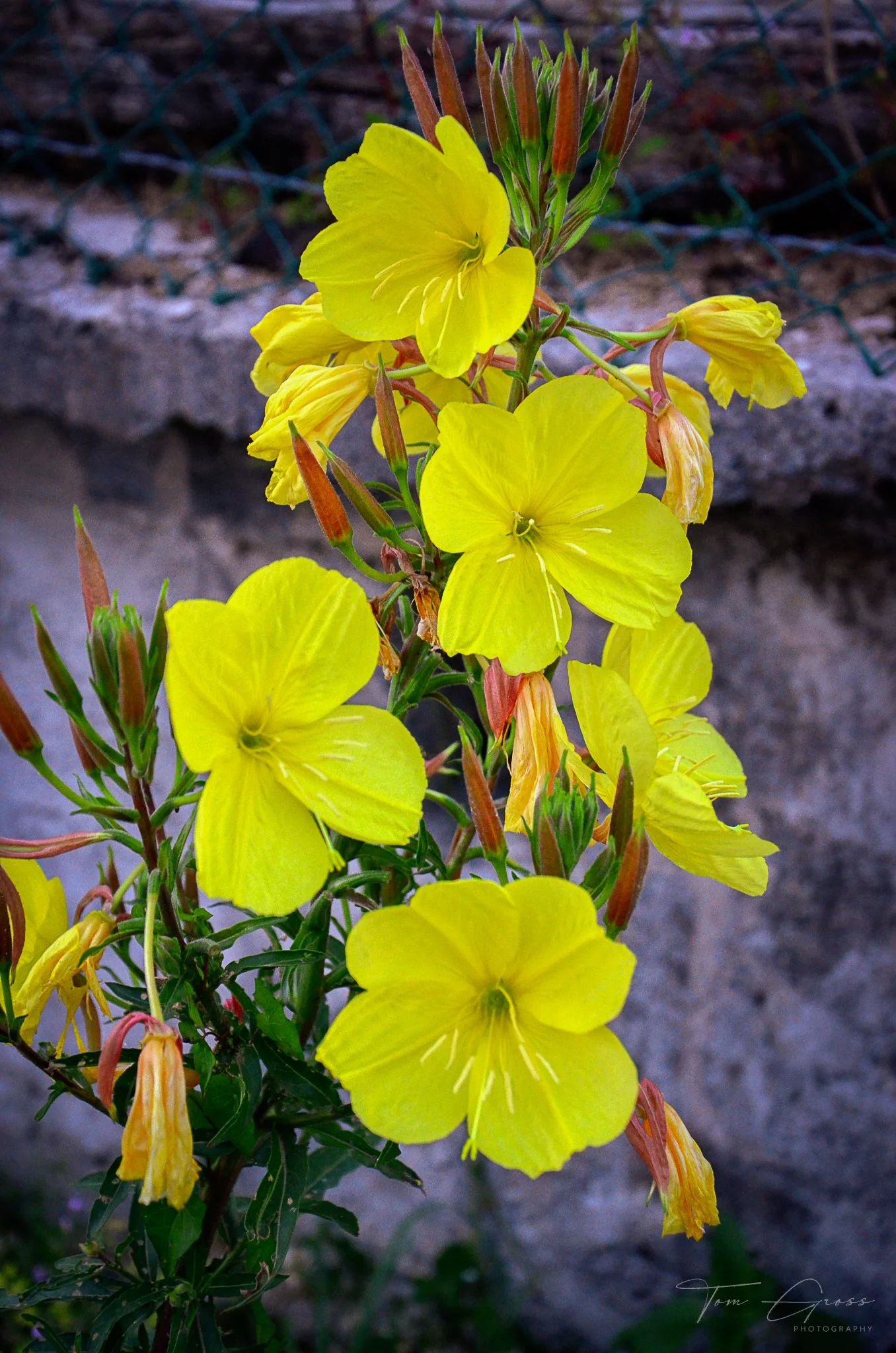 TGP40_2014 France BLF - 6263.JPG