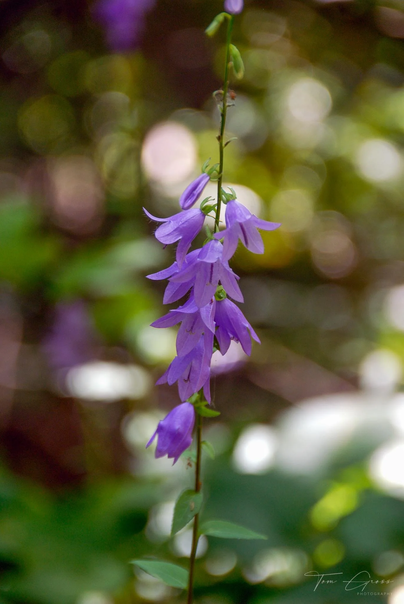 TGPS_2010 Canada - 03-Wednesday - 0164.JPG