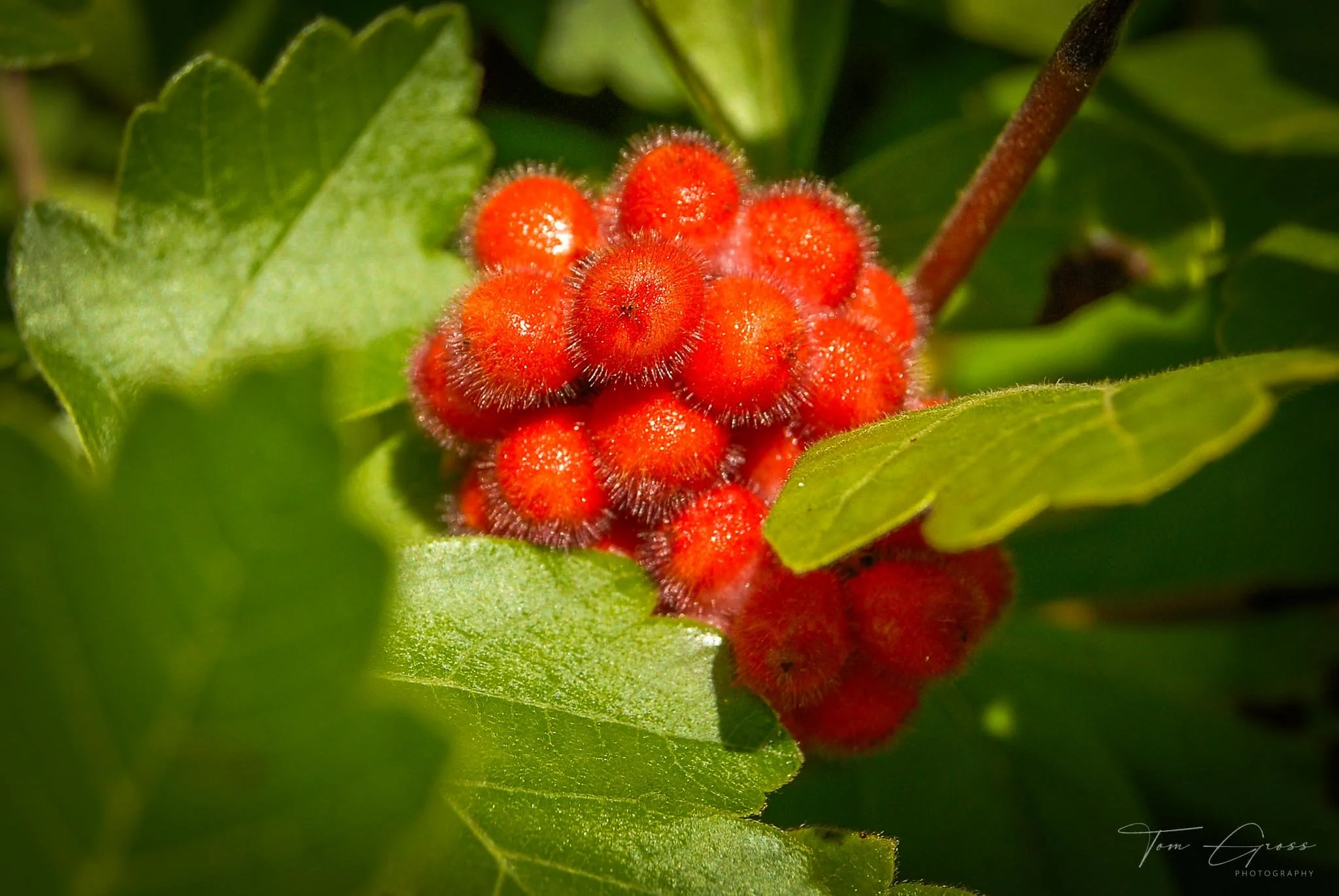 TGPS_Canada 2006 - DVD2 (622).JPG