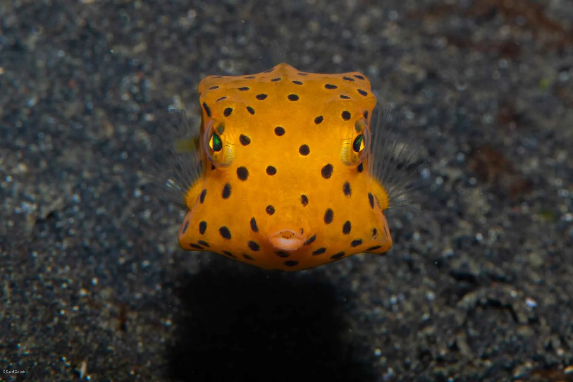 Lembeh