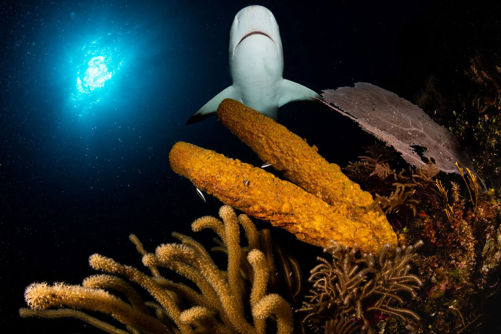 Reef Shark with Sunball.jpg