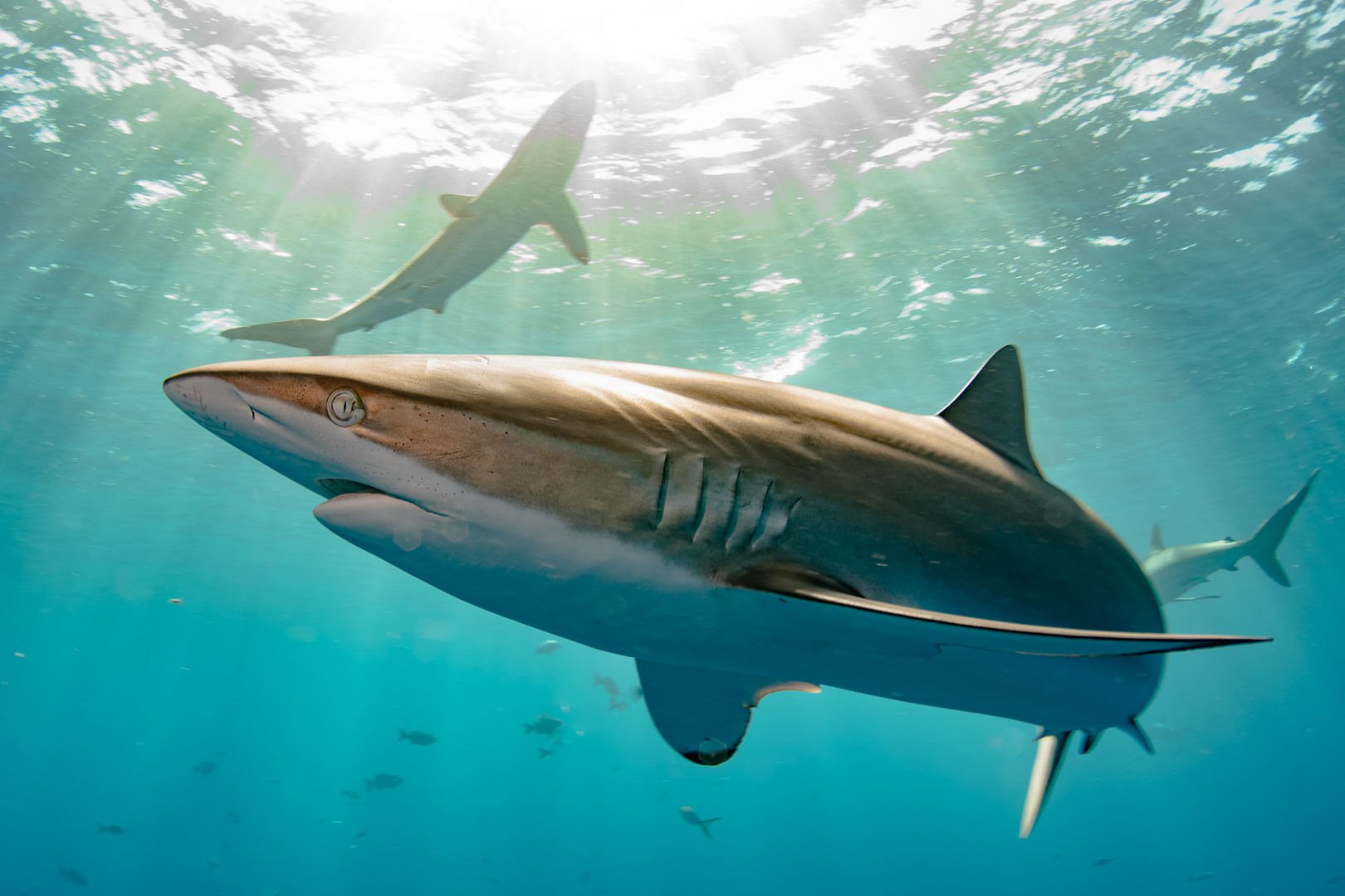 Silky Shark in sunrays.jpg