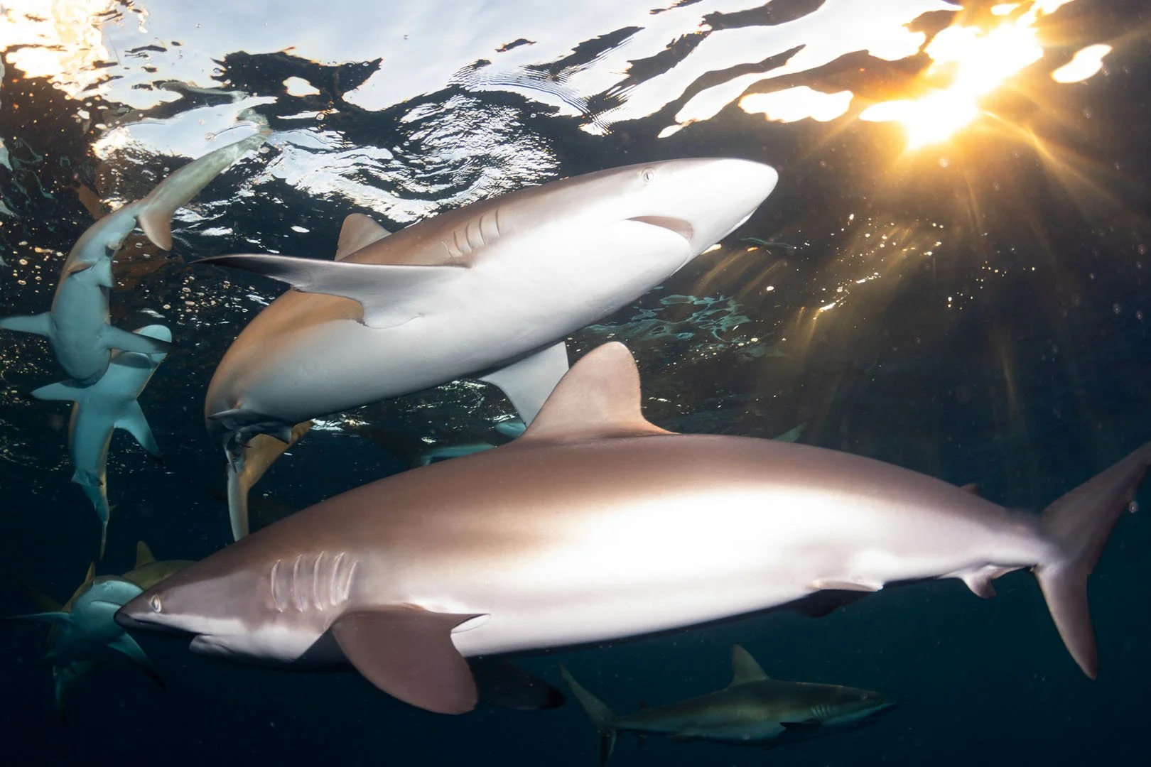 Twilight Feeding 1.jpg