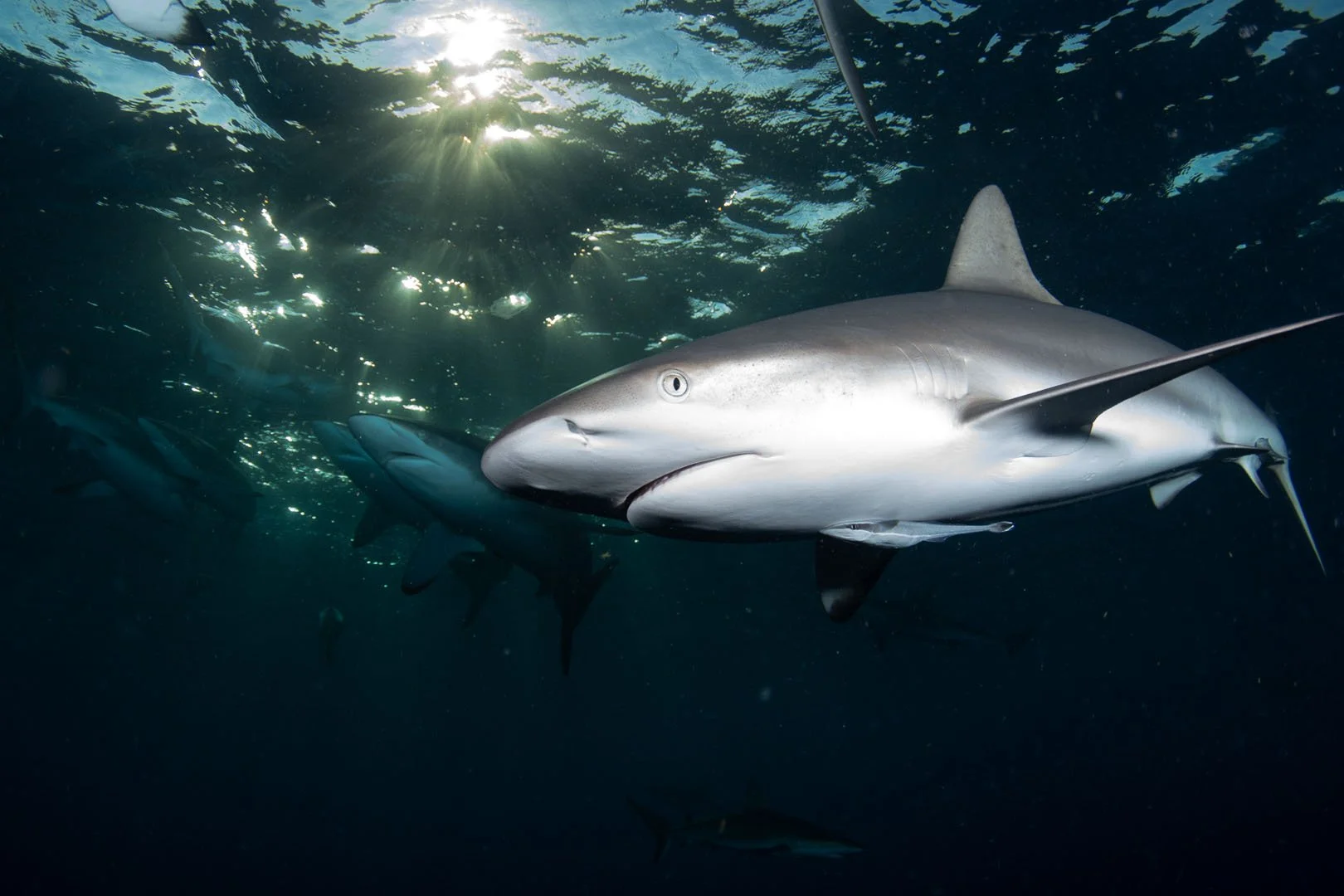 Twilight feeding 2.jpg