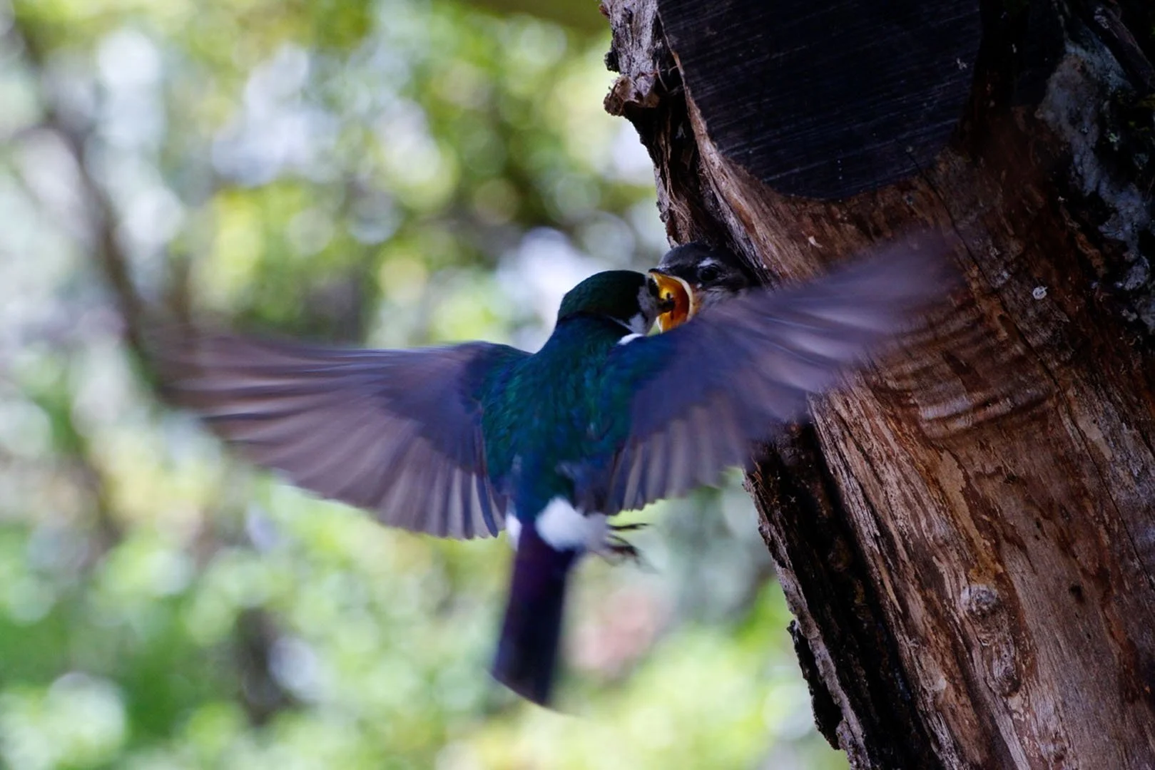 1.Remember to to chew copy.jpg