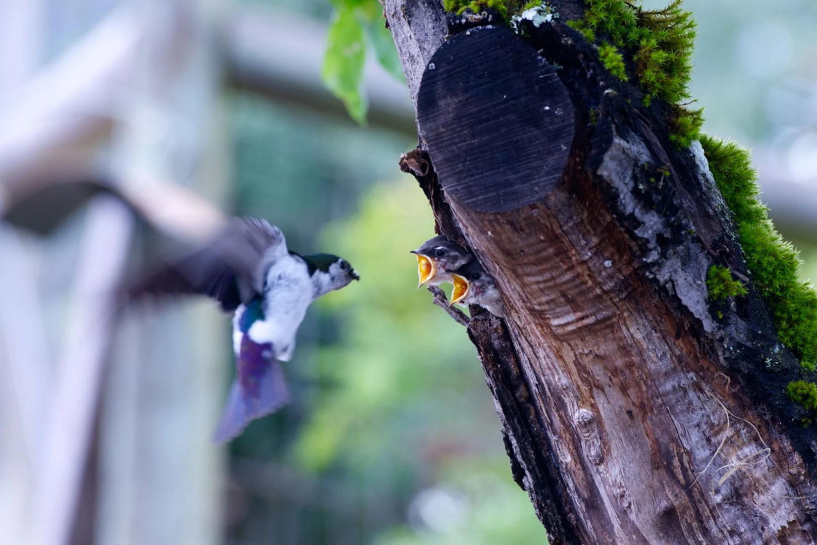 2.Whose next copy.jpg