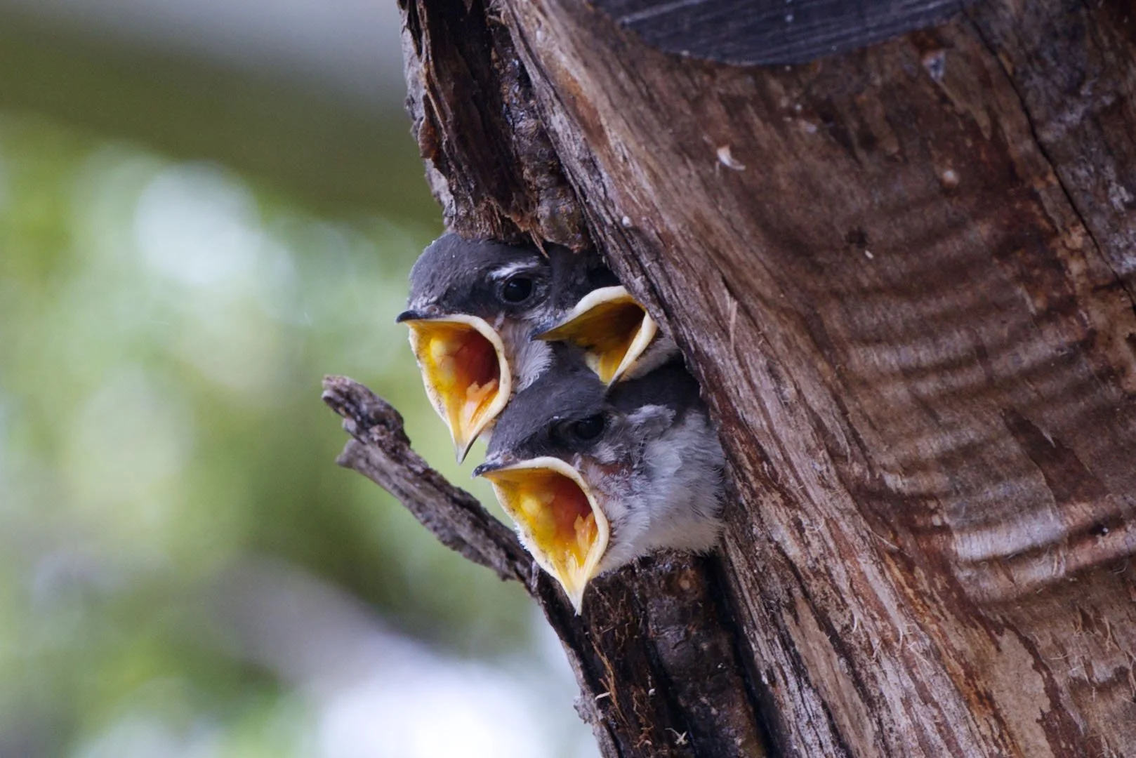 4. Tree Swallow chicks waiting for dinner  copy.jpg