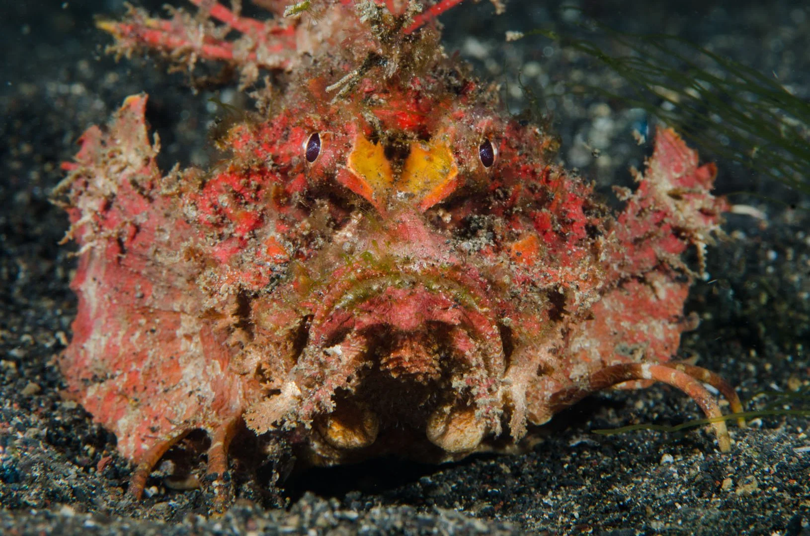 Ambon Scorpion fish.jpg