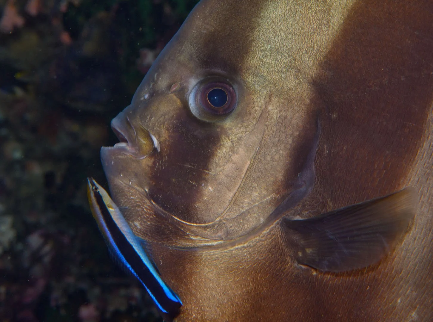Batfish with cleaner wrasp.jpg