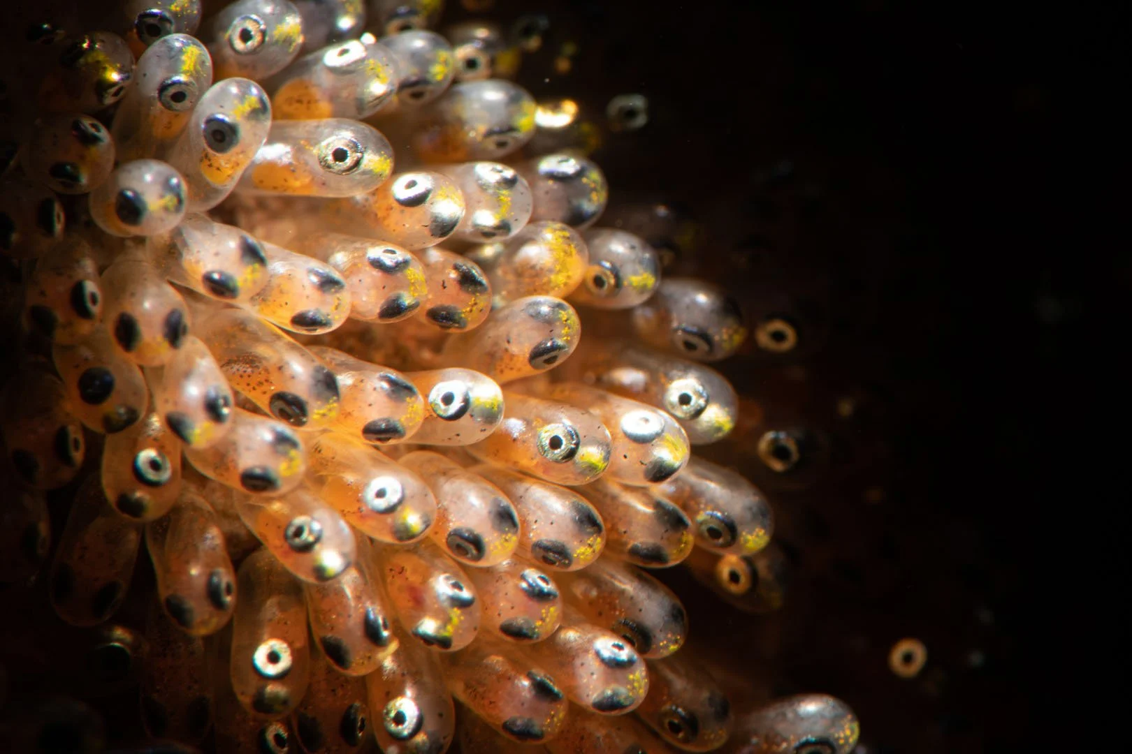 Clownfish eggs ready to hatch.jpg