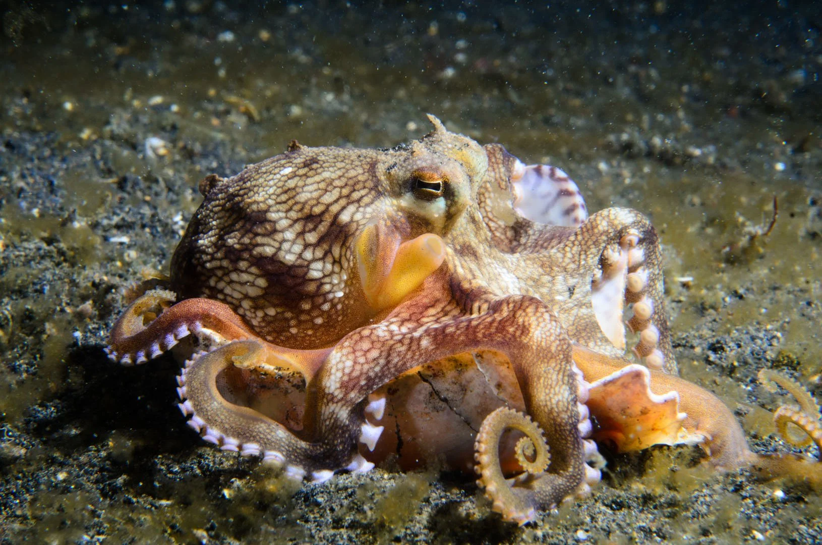 Coconut octopus collecting shell pieces for cover.jpg