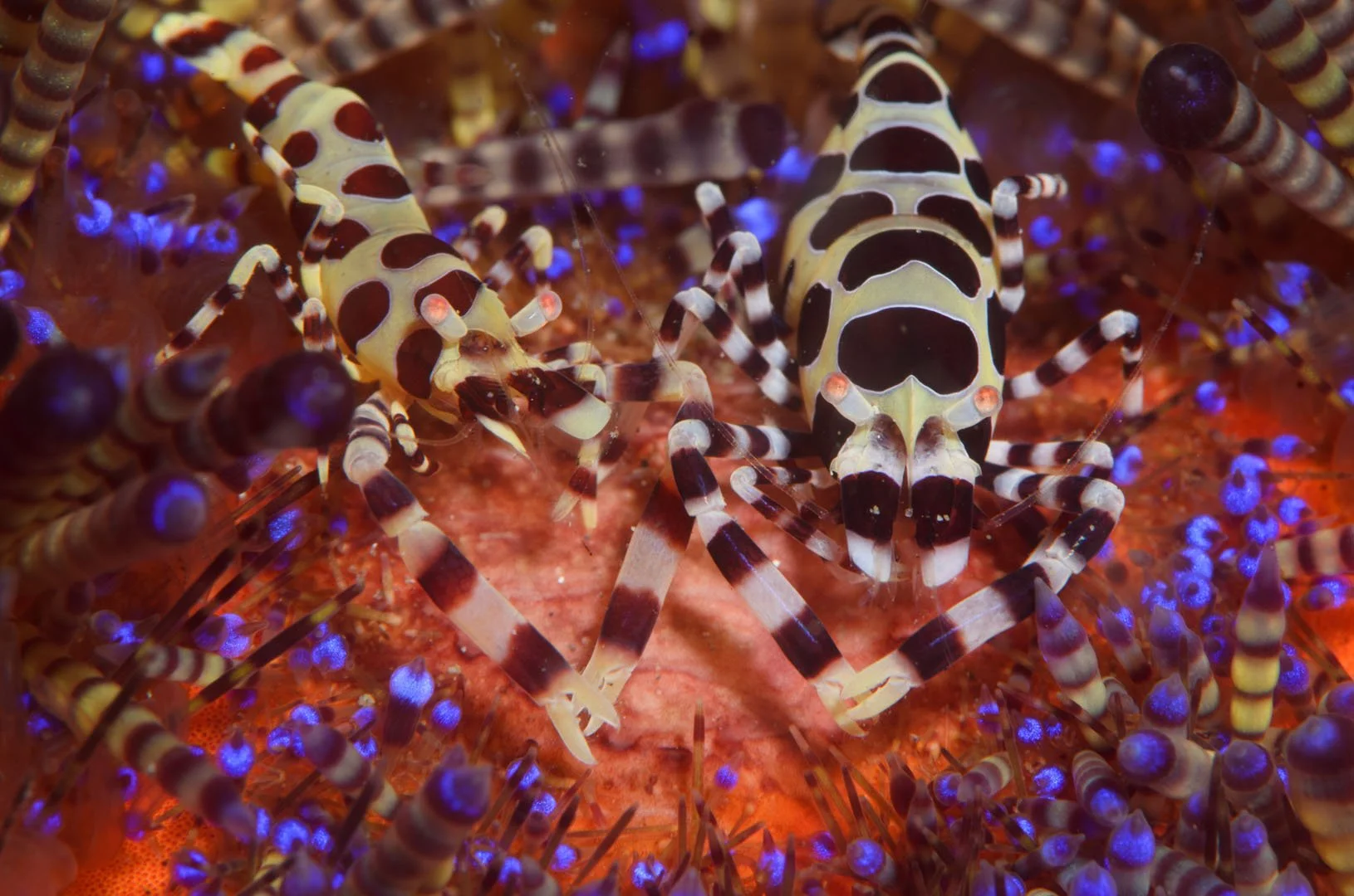 Coleman Shrimp, Lembeh, Indonesia.jpg