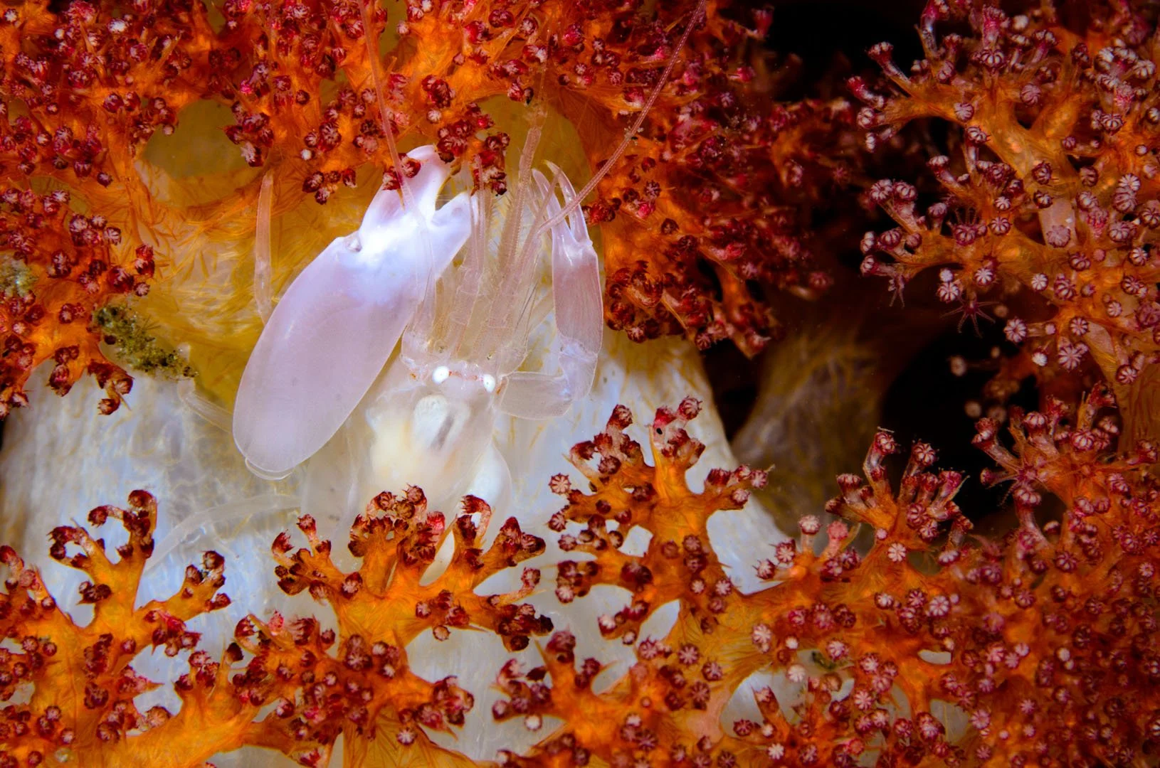 Ghost crab in soft coaral.jpg