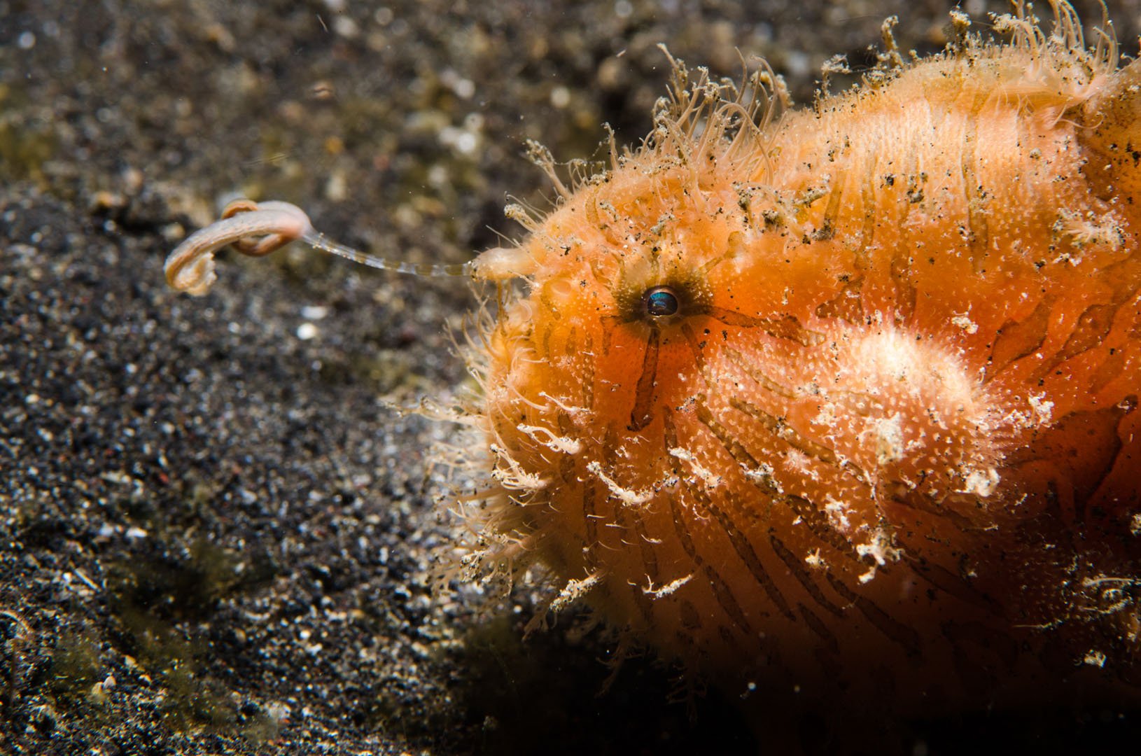 Hairy Frogfish angling.jpg