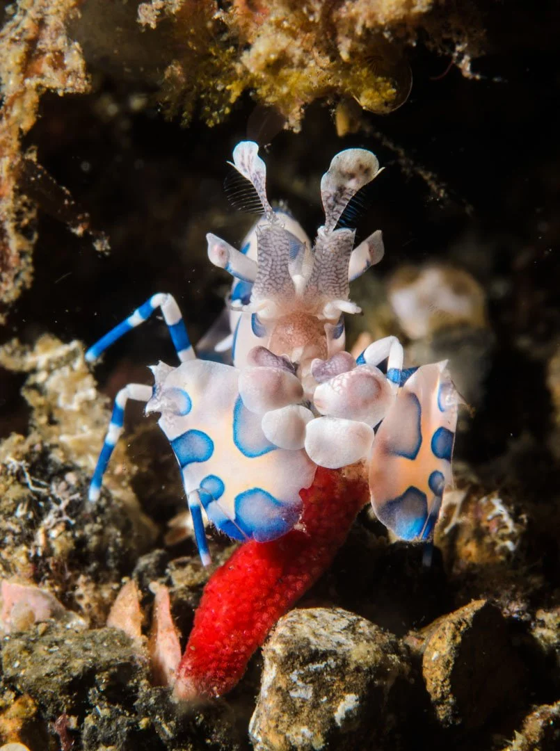 Harlequin Shimp feasting on Starfish leg, Lembeh, Indonesia.jpg