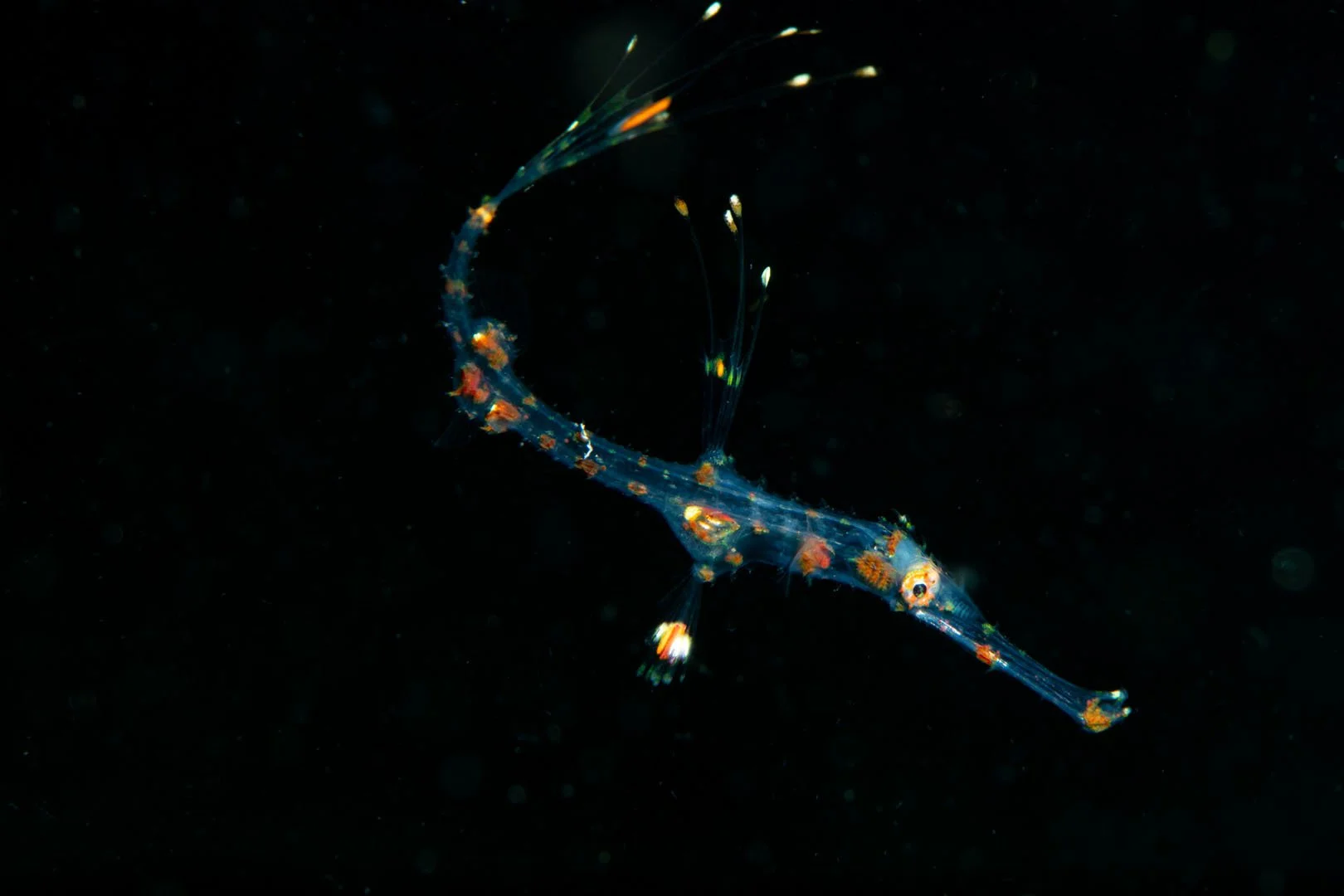 Juvenile Ghost Pipefish, Komodo, Indoneshia.jpg