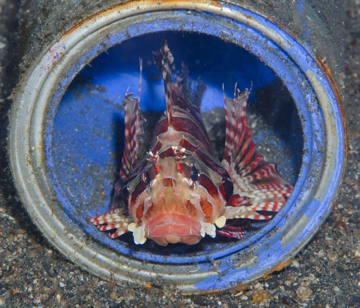 Lionfish at home in paint can, Lembeh, Indoneasia.jpg