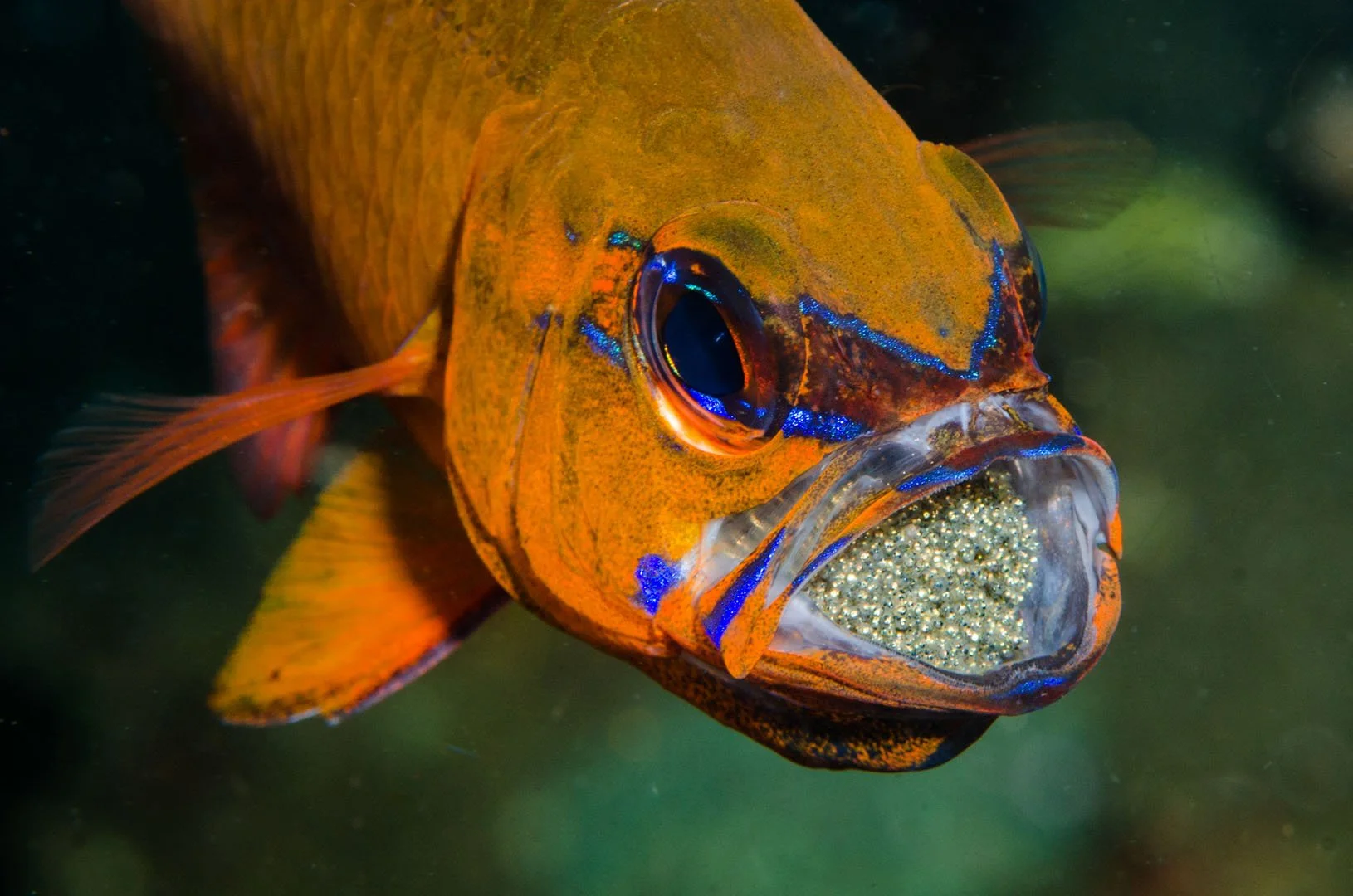 Male Cardinal fish with egg cluster, Anilao, PI.jpg